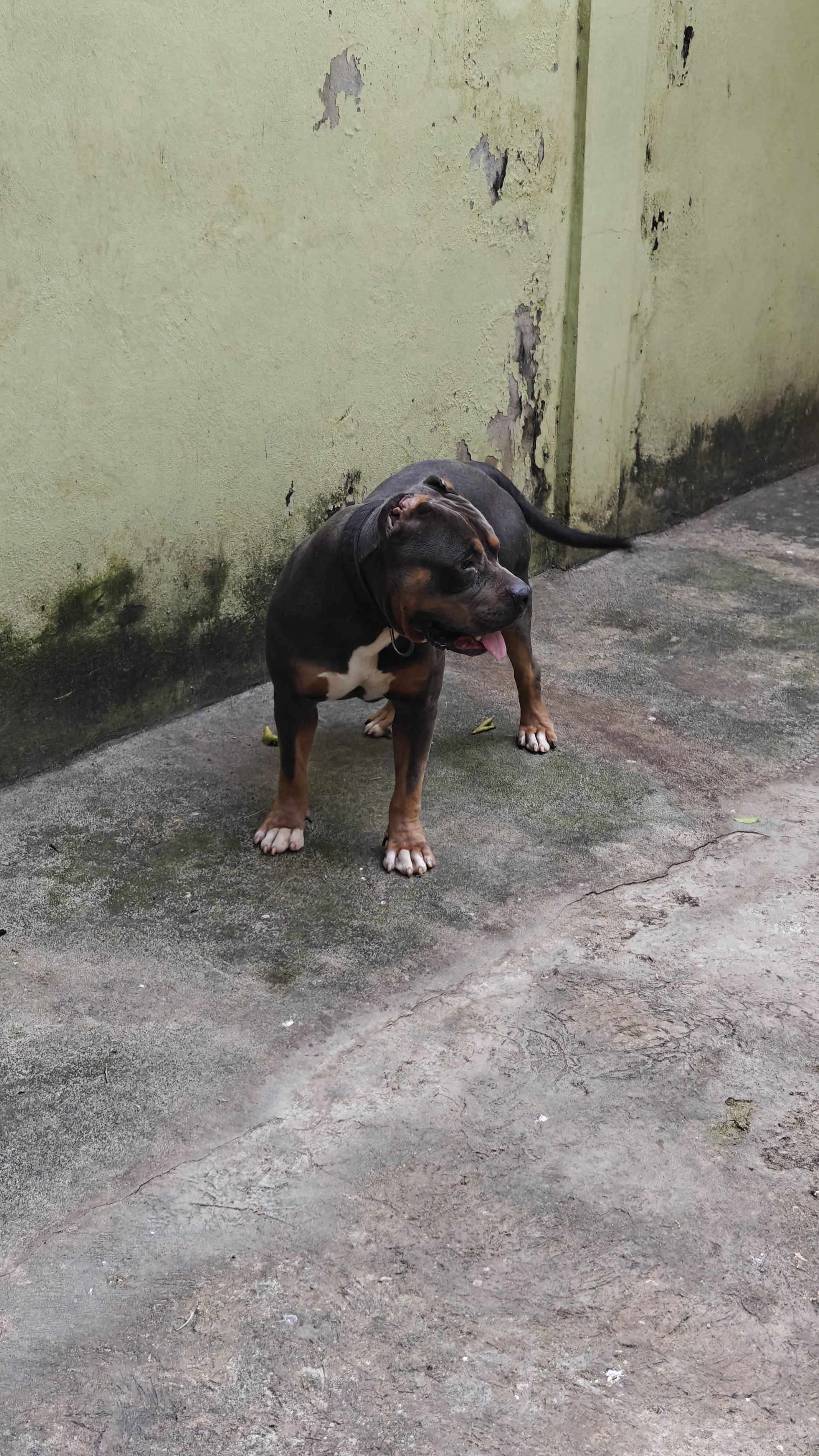 animales y mascotas - PARA MONTA TRICOLOR 6