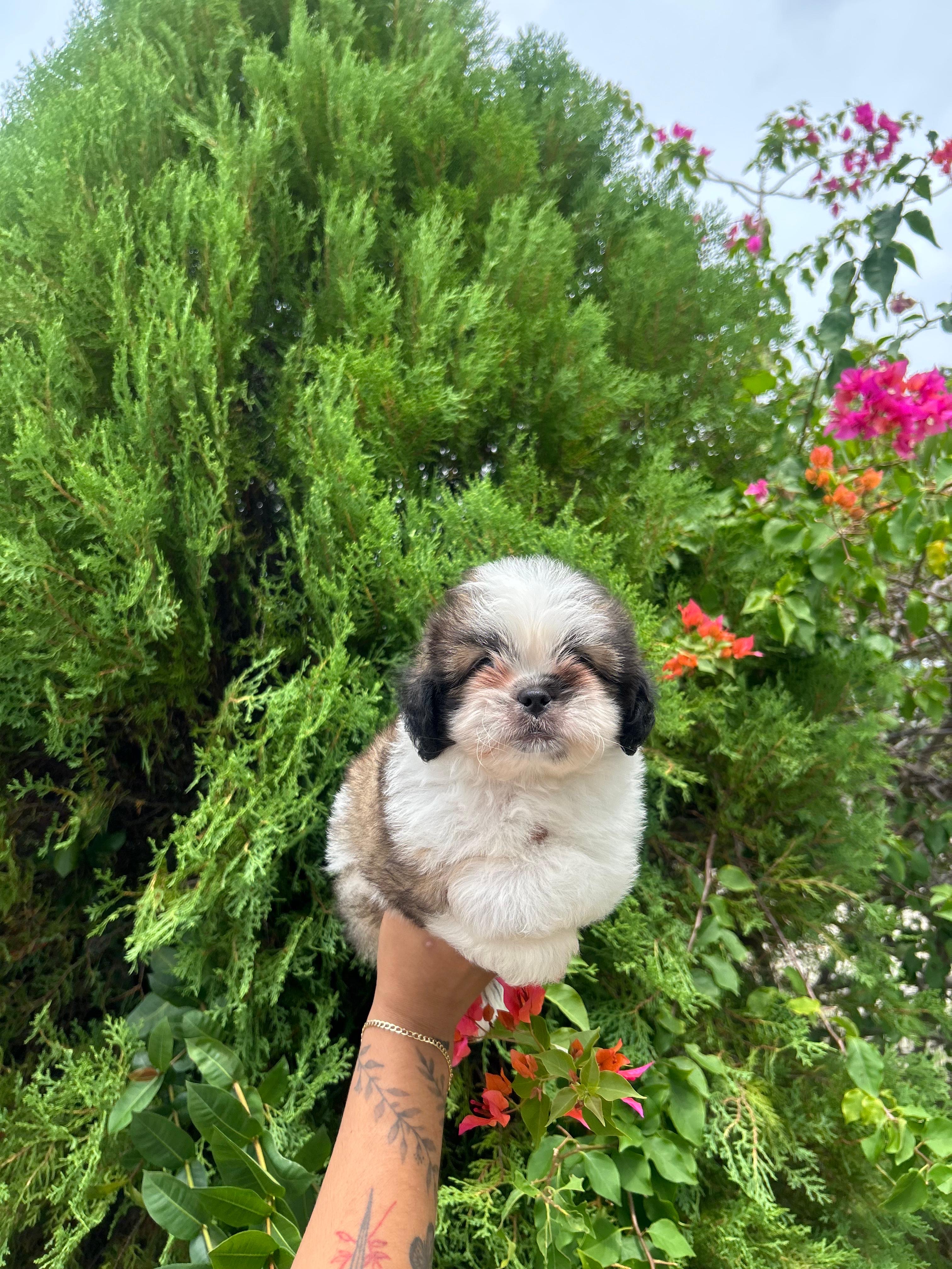 animales y mascotas - Shipoo ambos sexos  3