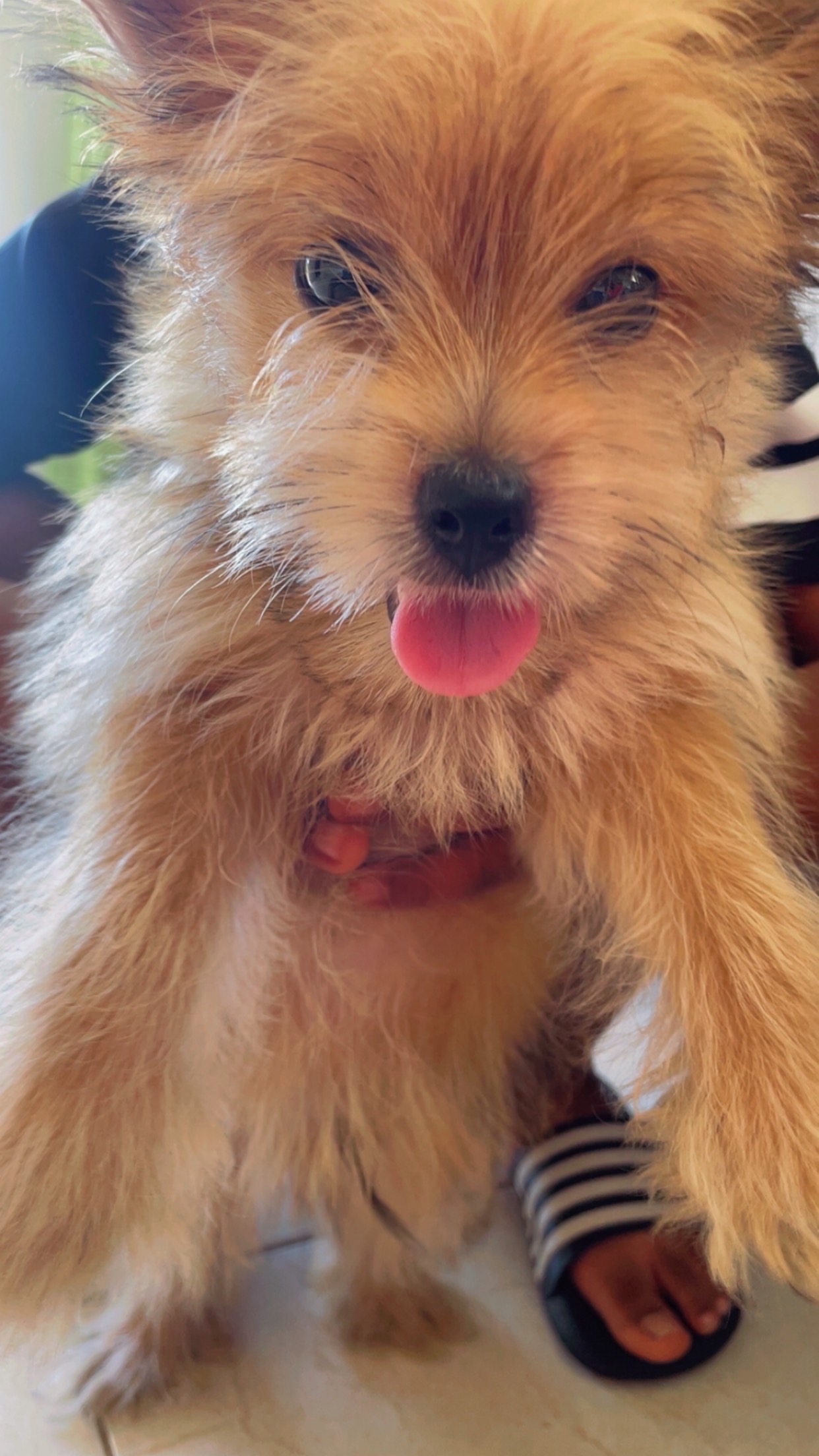 animales y mascotas - Pomerania 3 meses