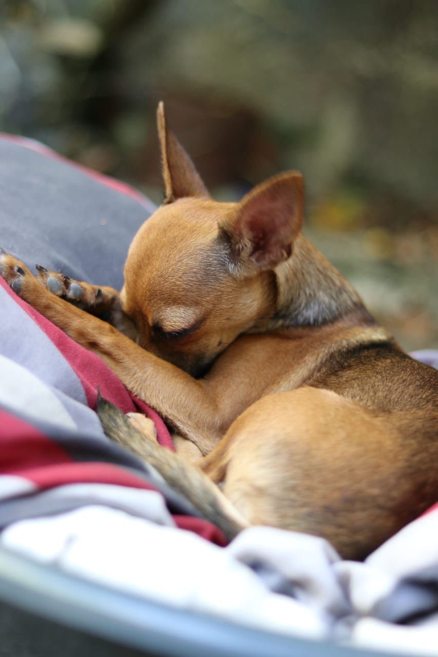 animales y mascotas - Chihuahua hembra en afopcion 5