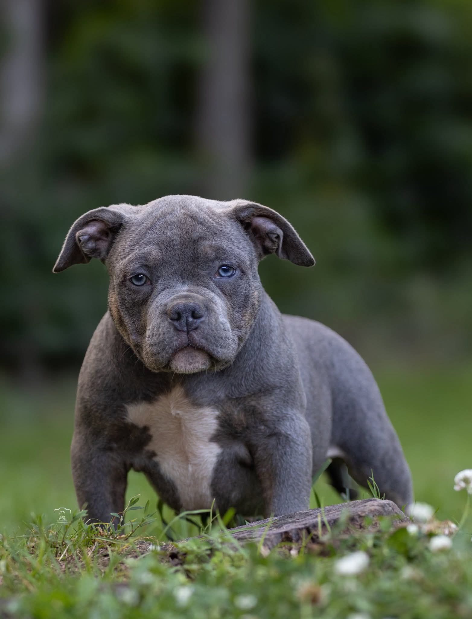 animales y mascotas - American Bully XL
