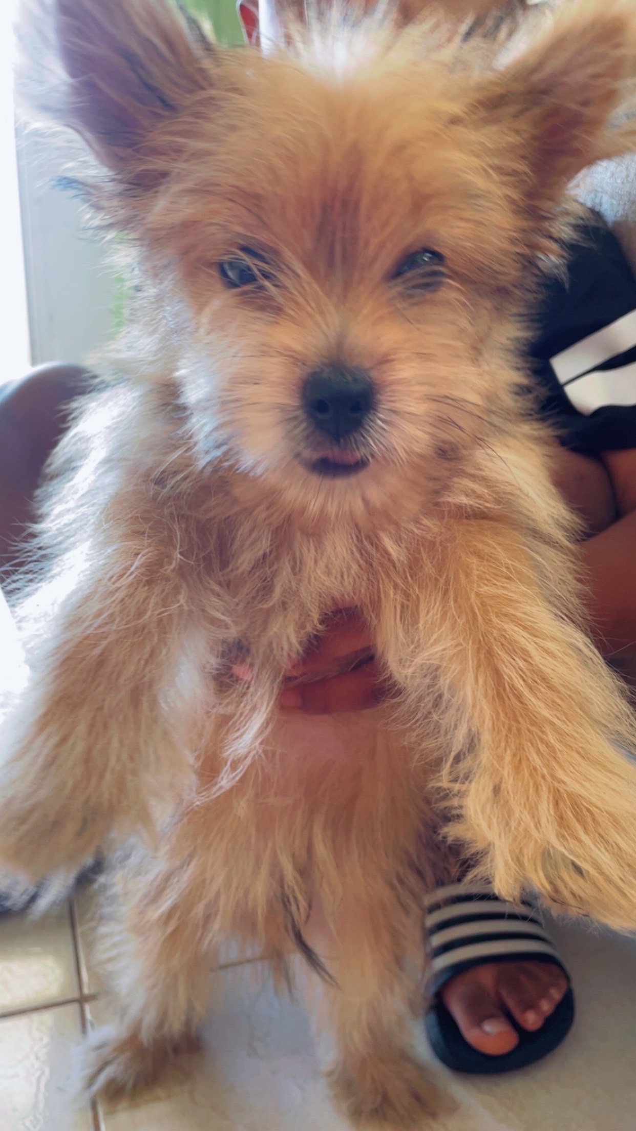 animales y mascotas - Pomerania 3 meses 1