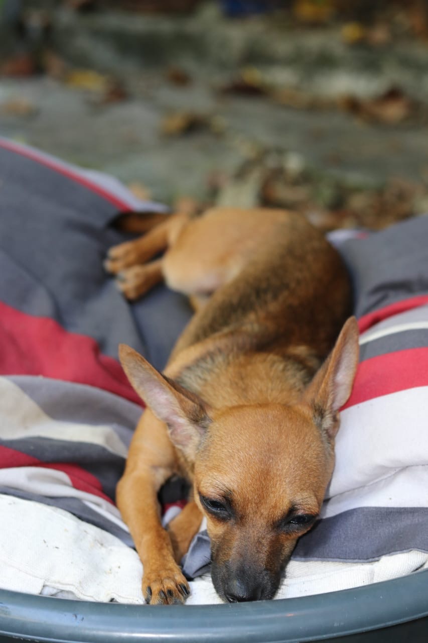animales y mascotas - Chihuahua hembra en afopcion 6