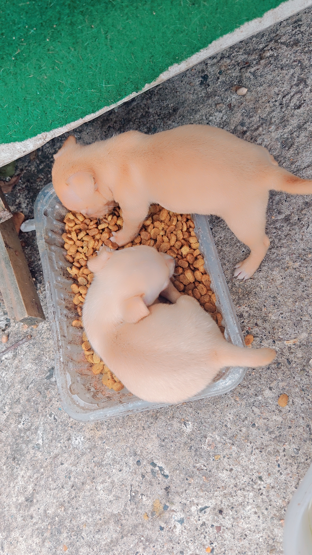 animales y mascotas - Chihuahua #2 recién nacido  5