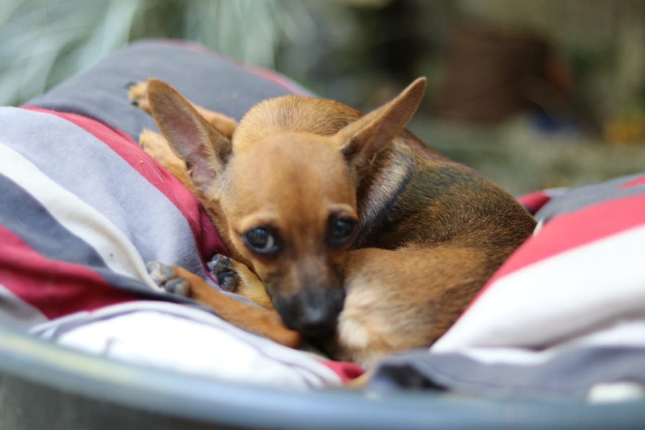animales y mascotas - Chihuahua cabeza de venado en adopcion.