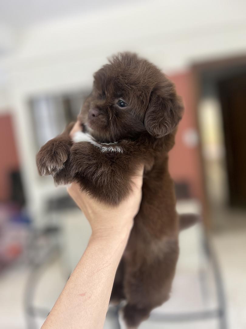 animales y mascotas - shihpoo chocolate 3
