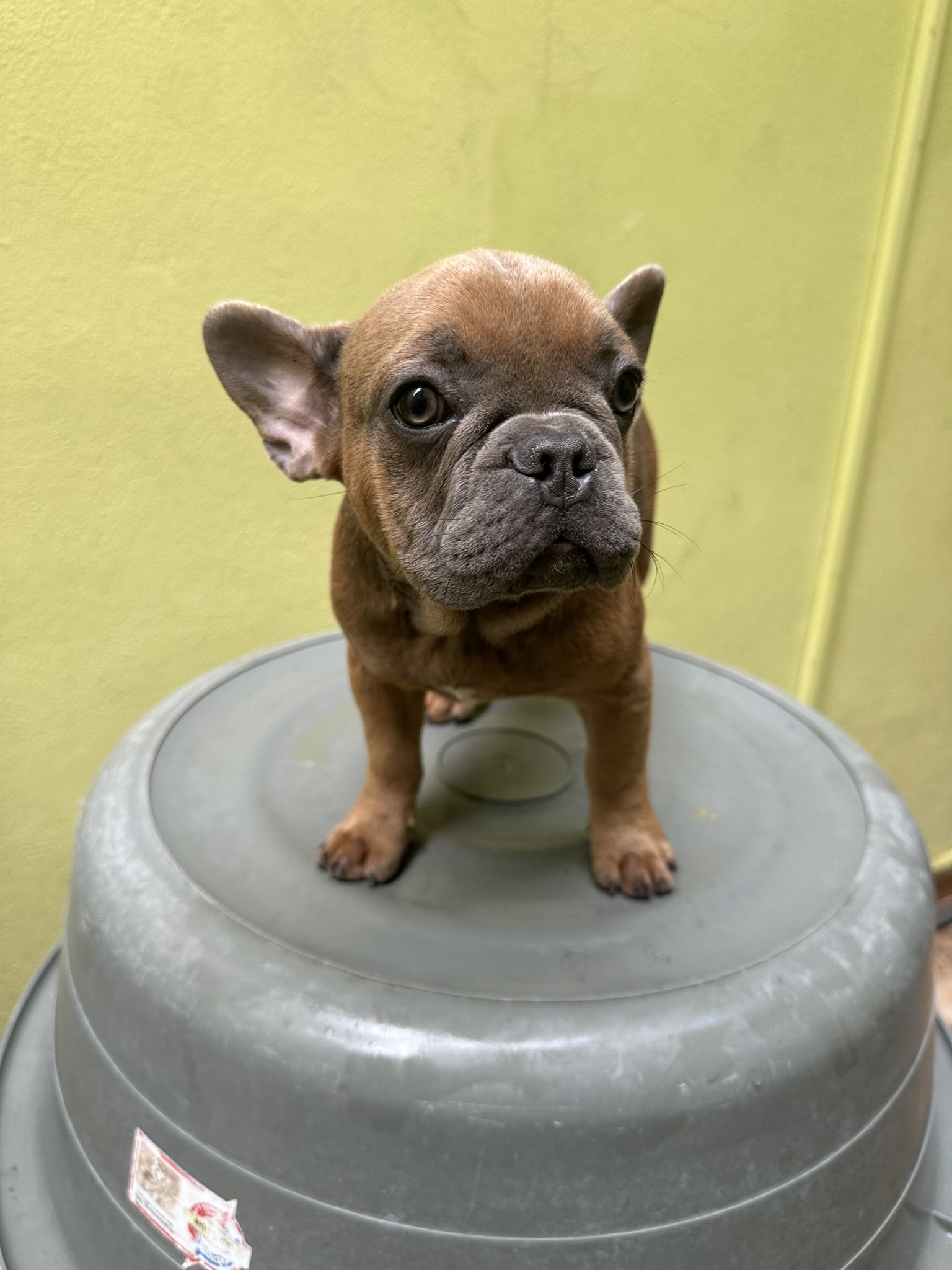 animales y mascotas - Oferta Bulldog frances  2