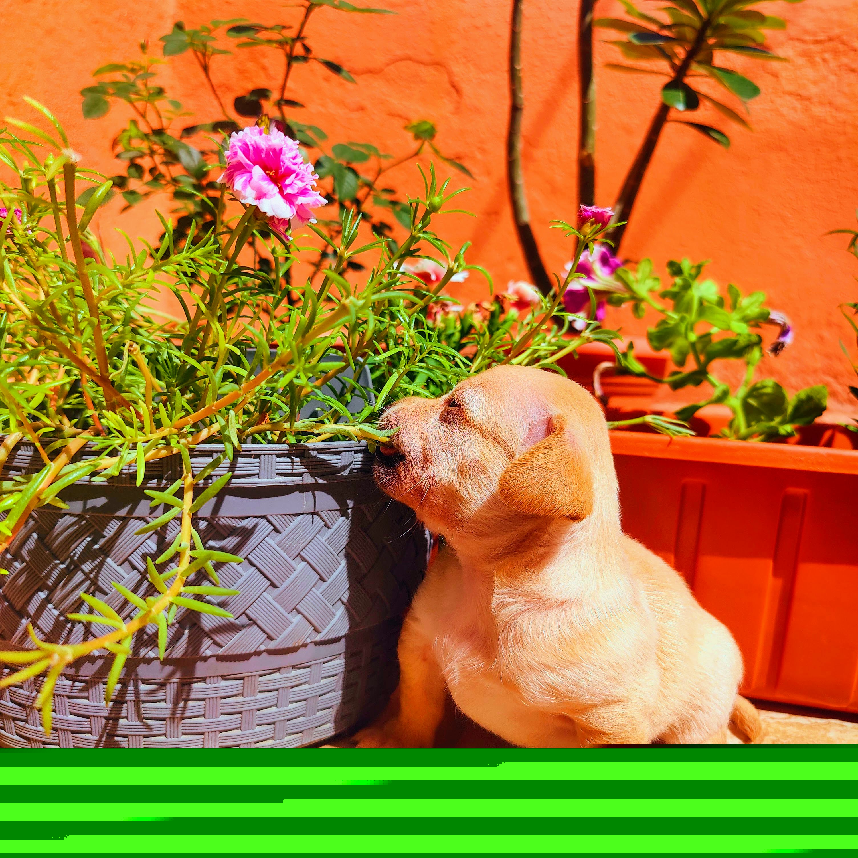 animales y mascotas - Chihuahuas #1