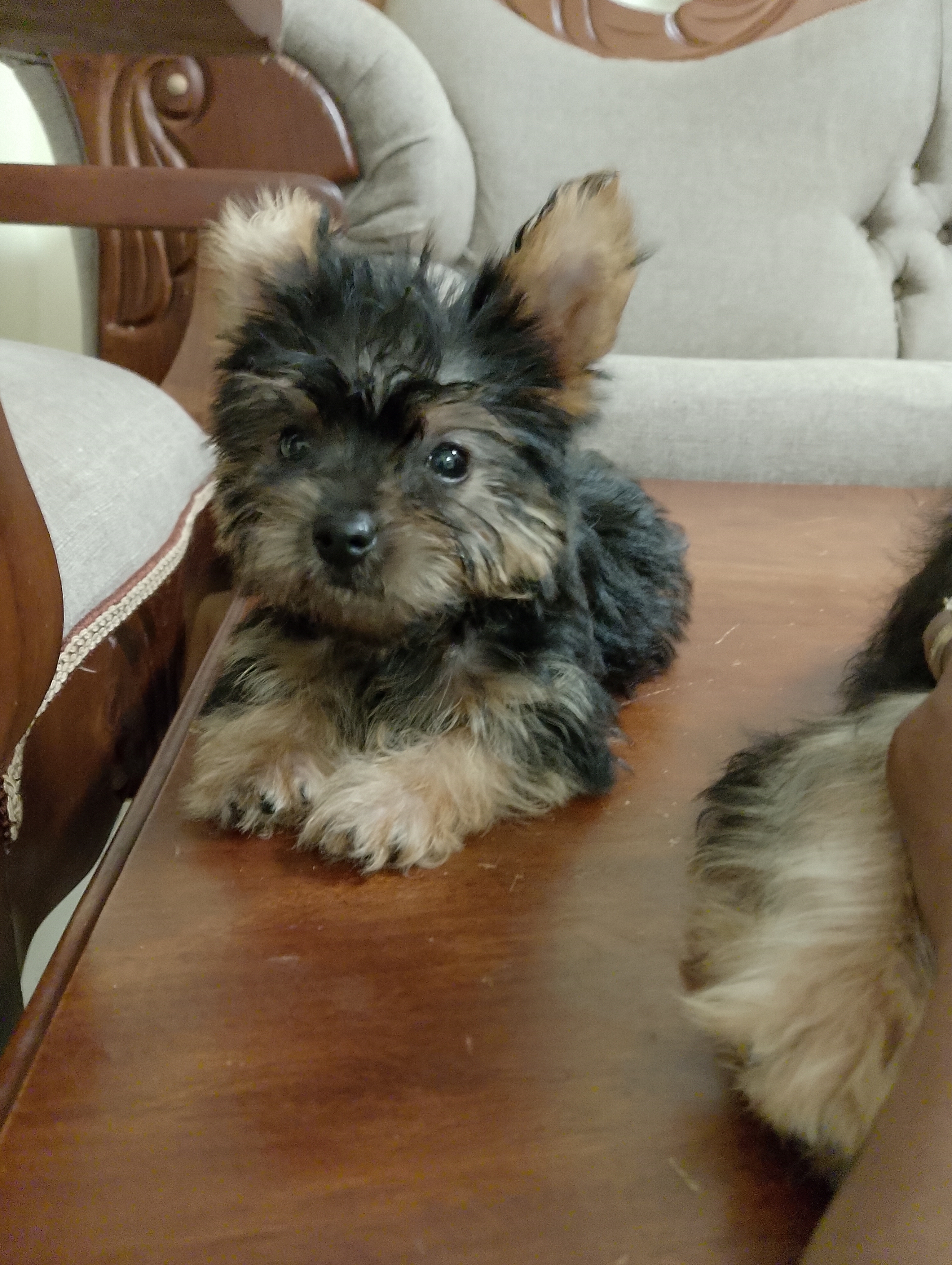 animales y mascotas - Yorkie 