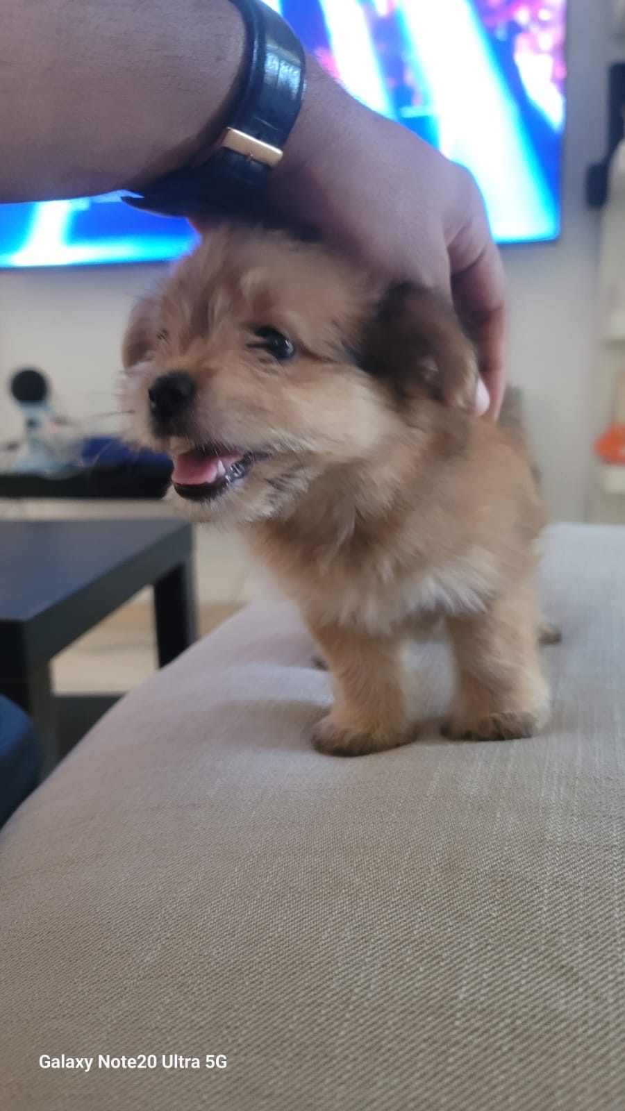 animales y mascotas - Pomerania 3 meses 3