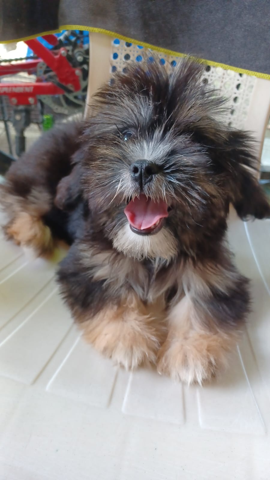 animales y mascotas - Perritos 3
