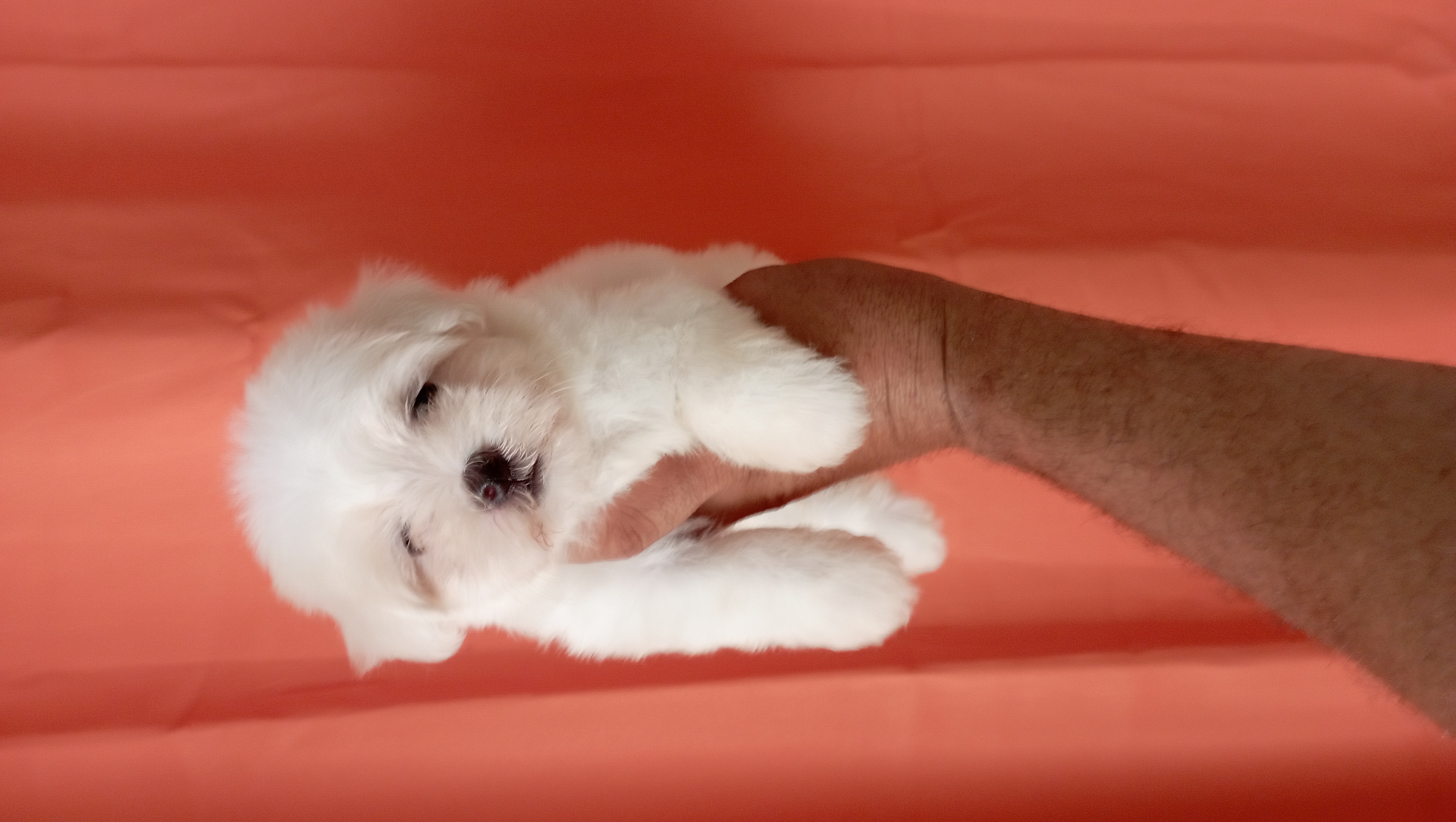 animales y mascotas - adorable cachorros maltés macho disponible  0