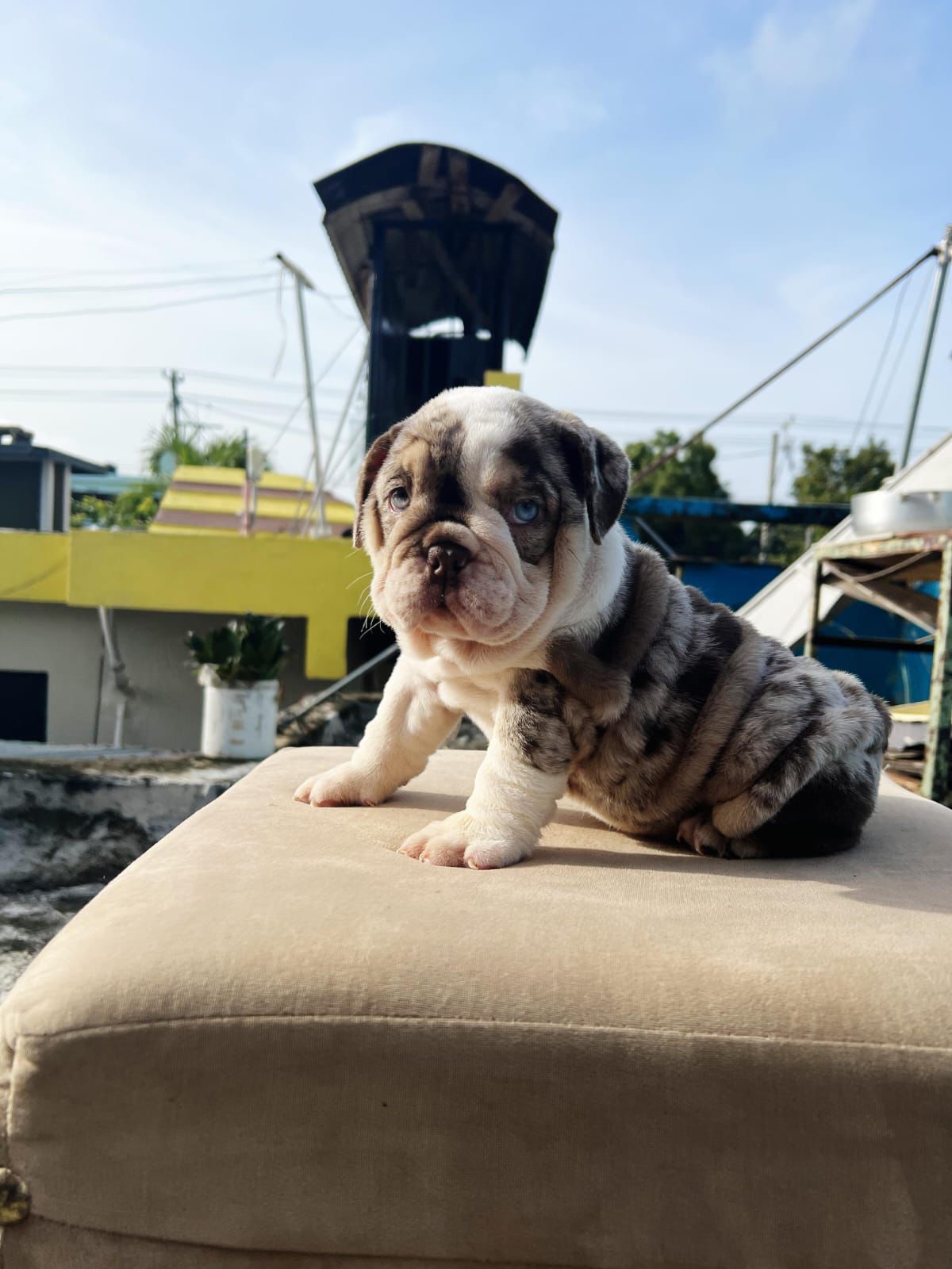 animales y mascotas - OFERTA CACHORRO BULLDOG INGLES HEMBRA EN SANTO DOM