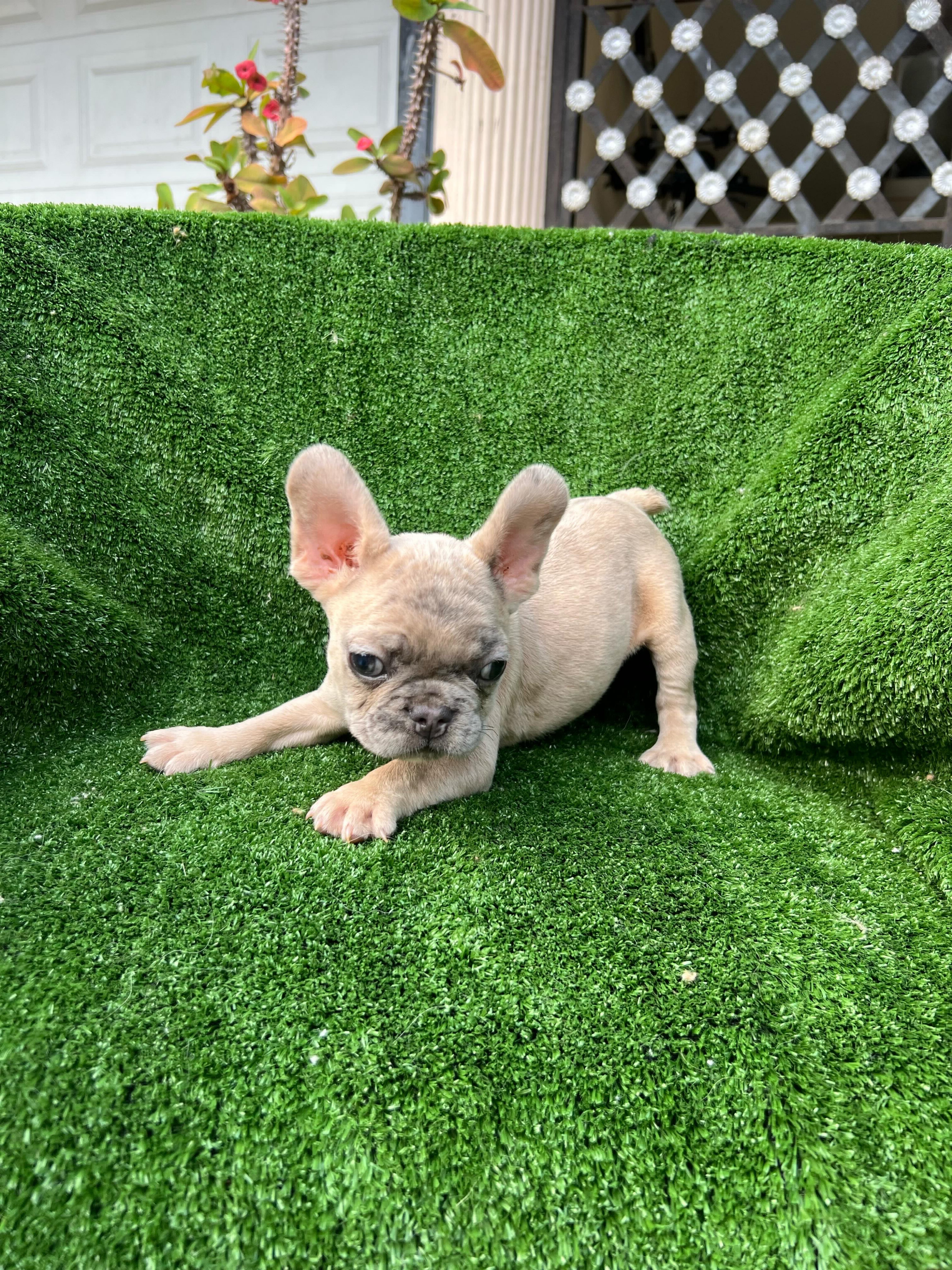 animales y mascotas - Bulldog francés  2