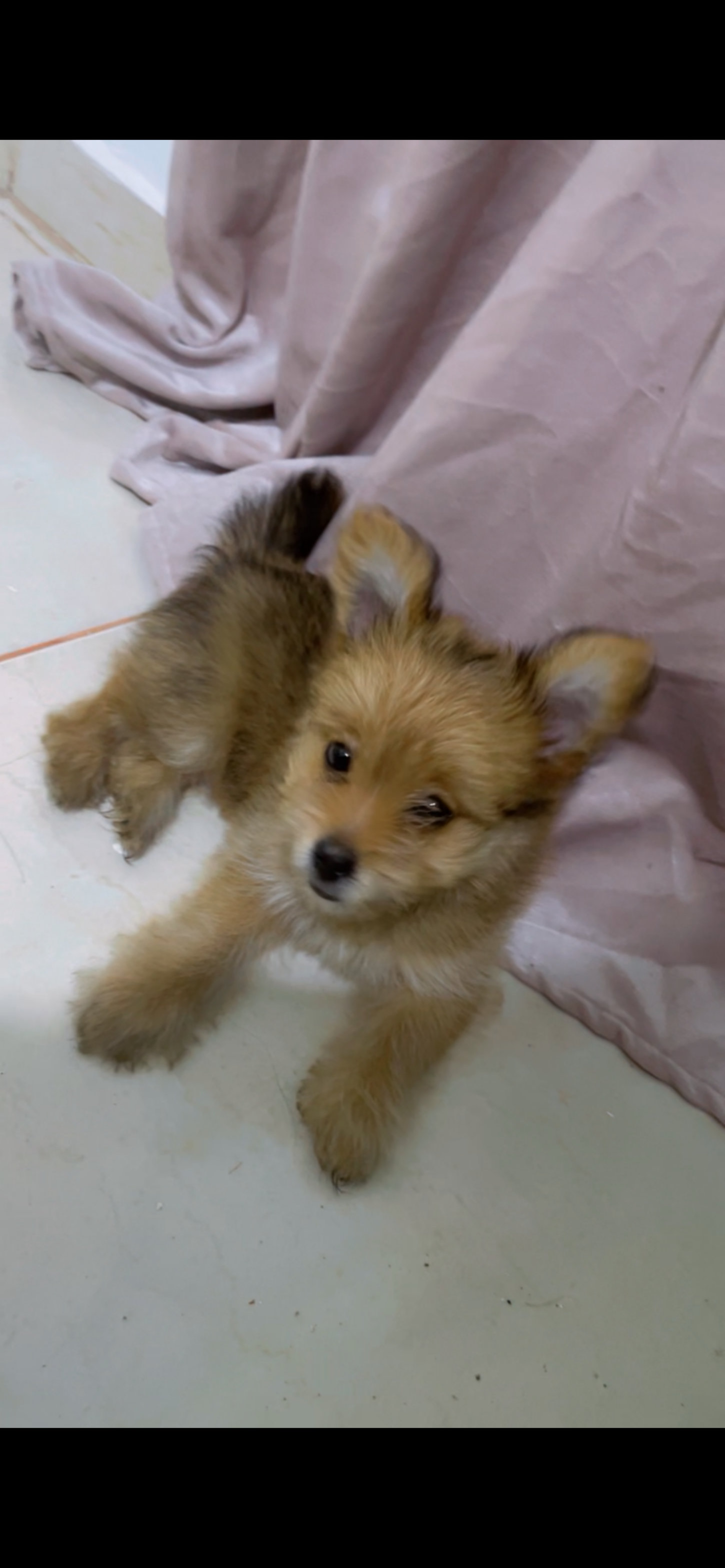animales y mascotas - Pomerania 3 meses 4