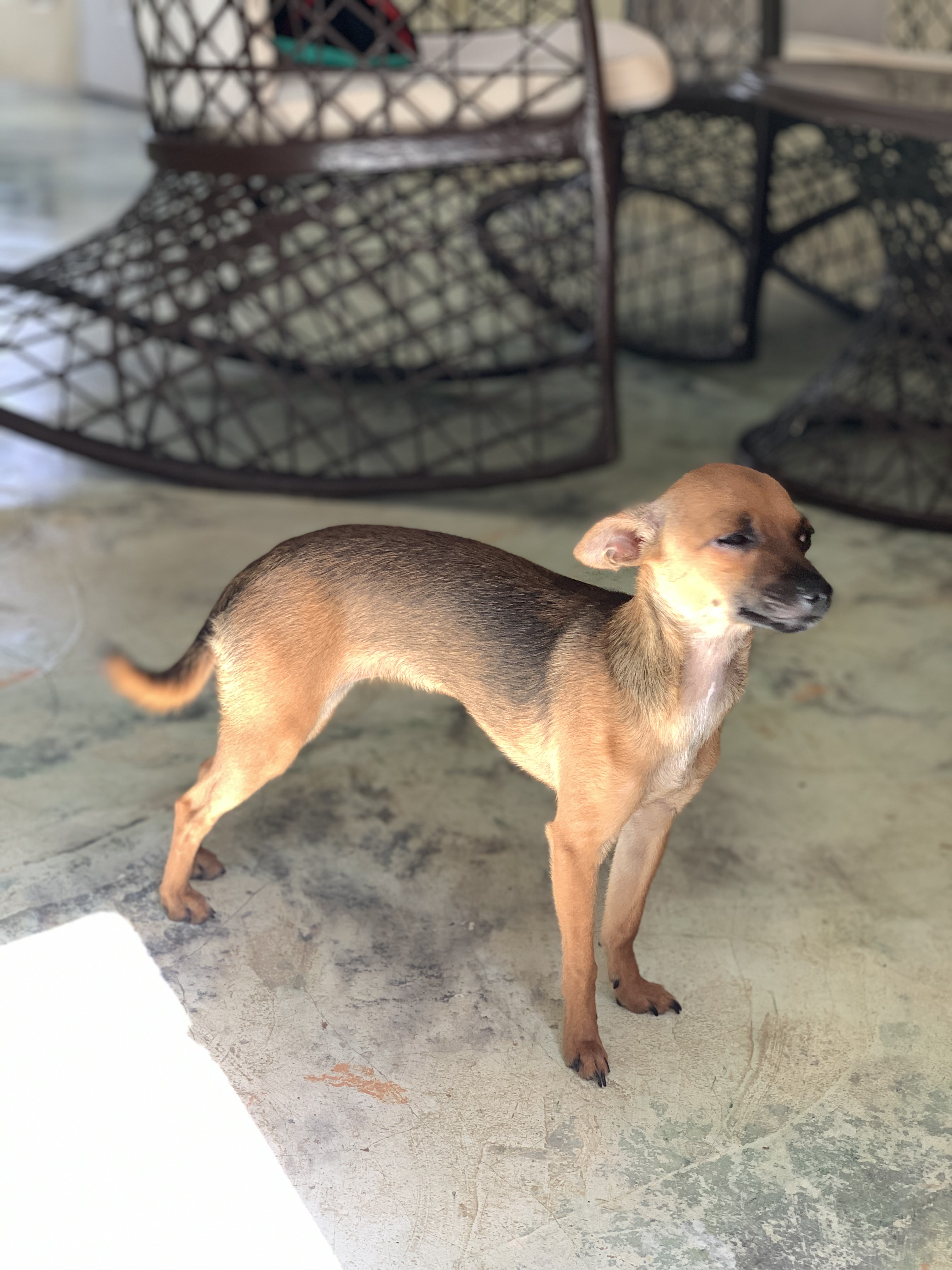 animales y mascotas - Chihuahua hembra en afopcion 9