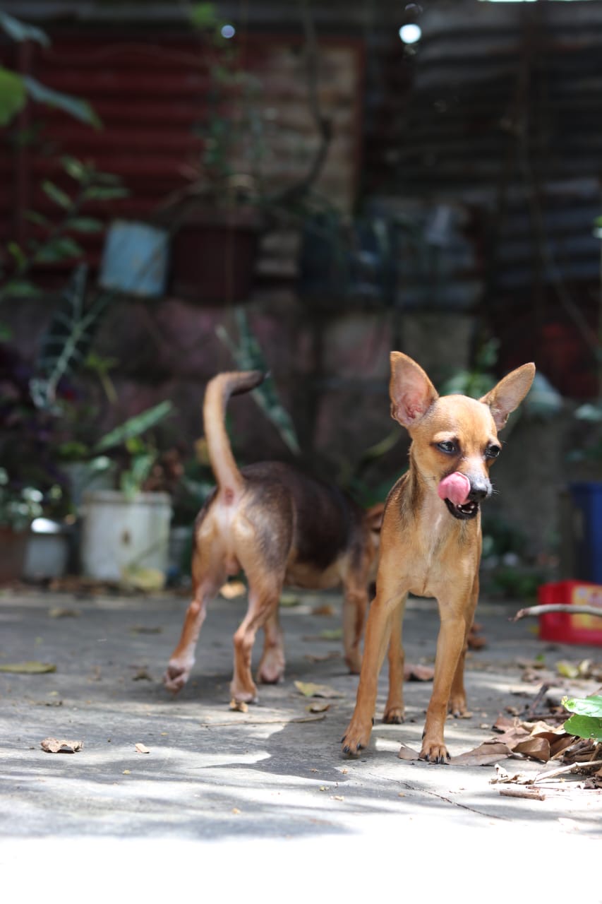 animales y mascotas - Chihuahua cabeza de venado en adopcion. 3