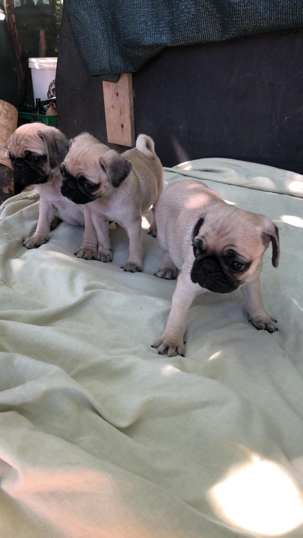 animales y mascotas - Cachorros  Pug
