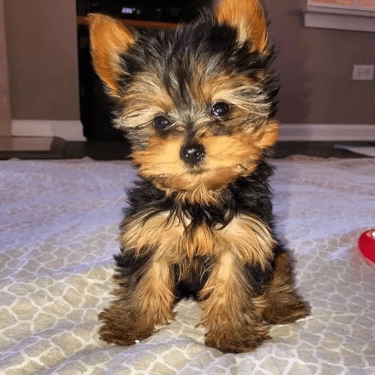 animales y mascotas - Yorkie Toy 0
