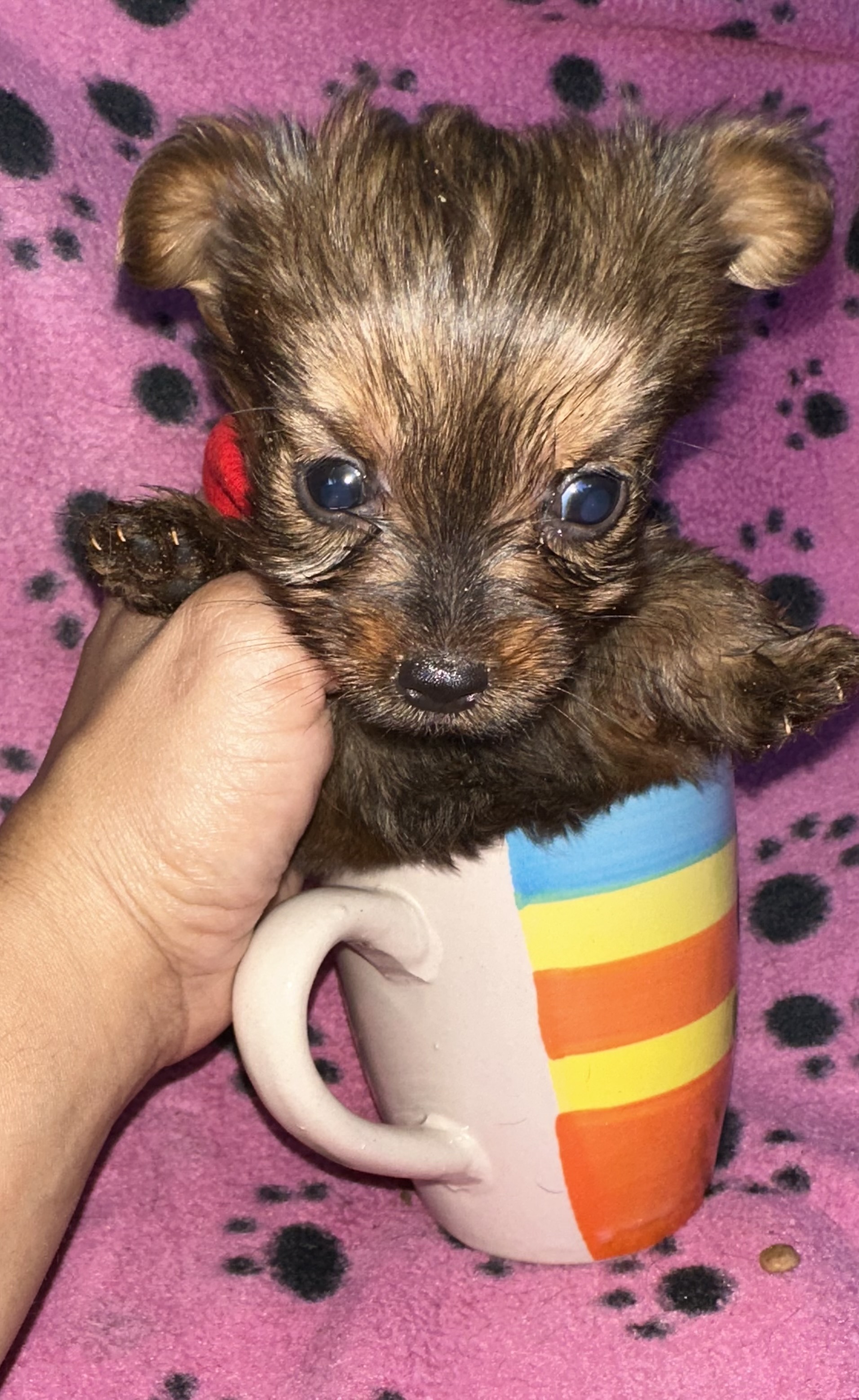 animales y mascotas - Yorkipoo negociables hago envio 1