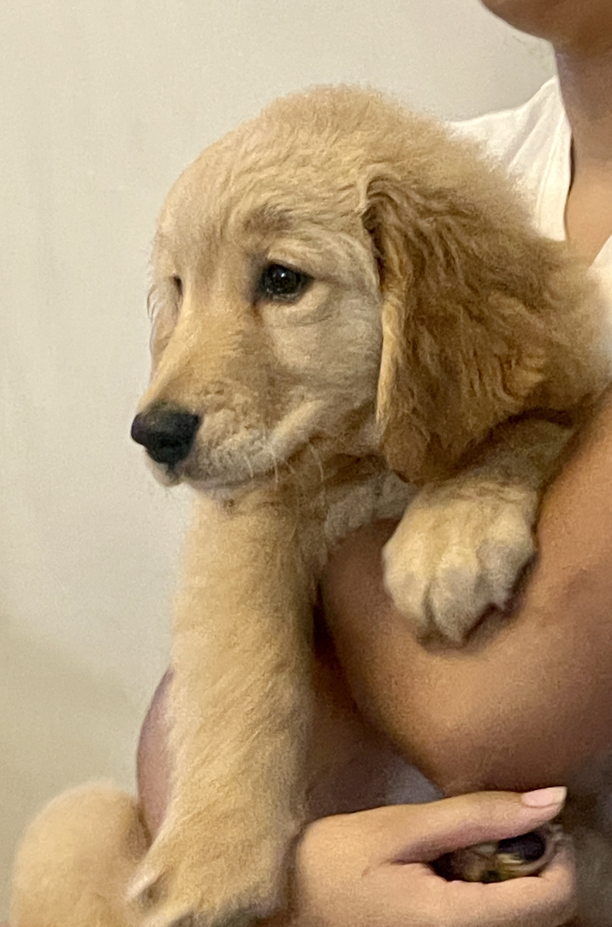 animales y mascotas - Cachorrro Golden Retriever  0