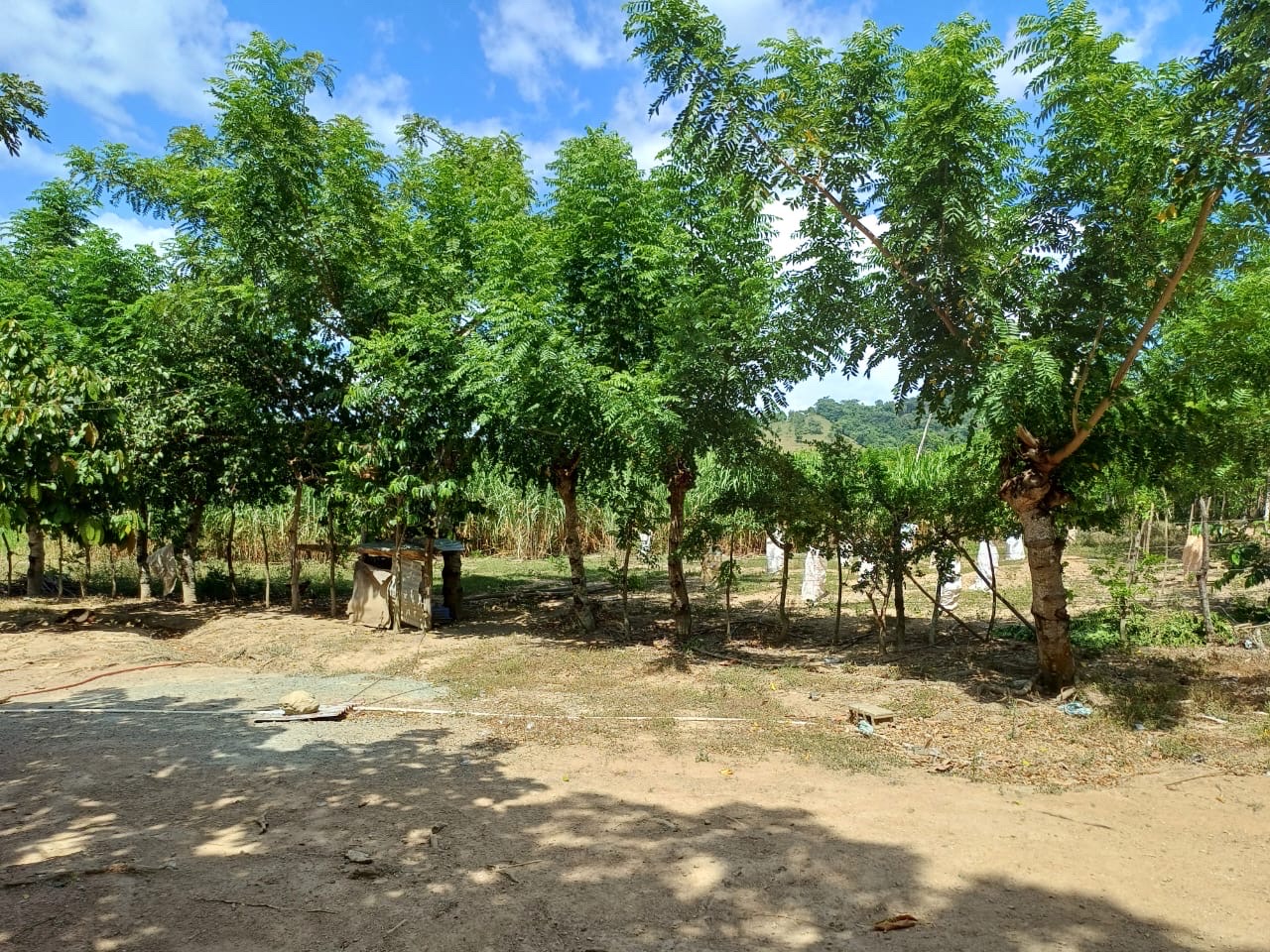 solares y terrenos - Venta de Finca en Gima, Fantino – Provincia Sánchez Ramírez 3