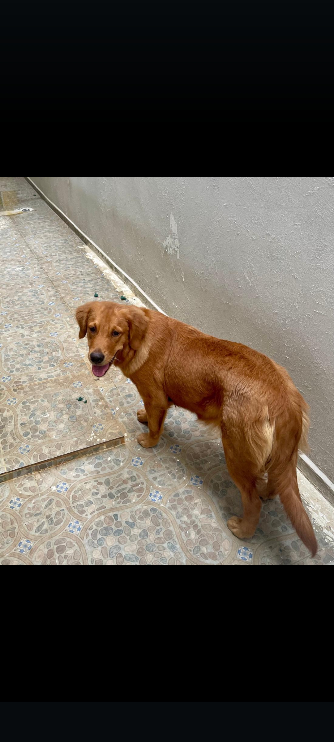 animales y mascotas - excelente y adorable golden retriever hembra super dócil y amorosa 0