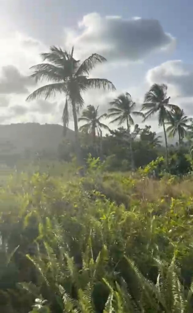 solares y terrenos - 5073- TERRENO EN LAS GALERAS, SAMANÁ  2