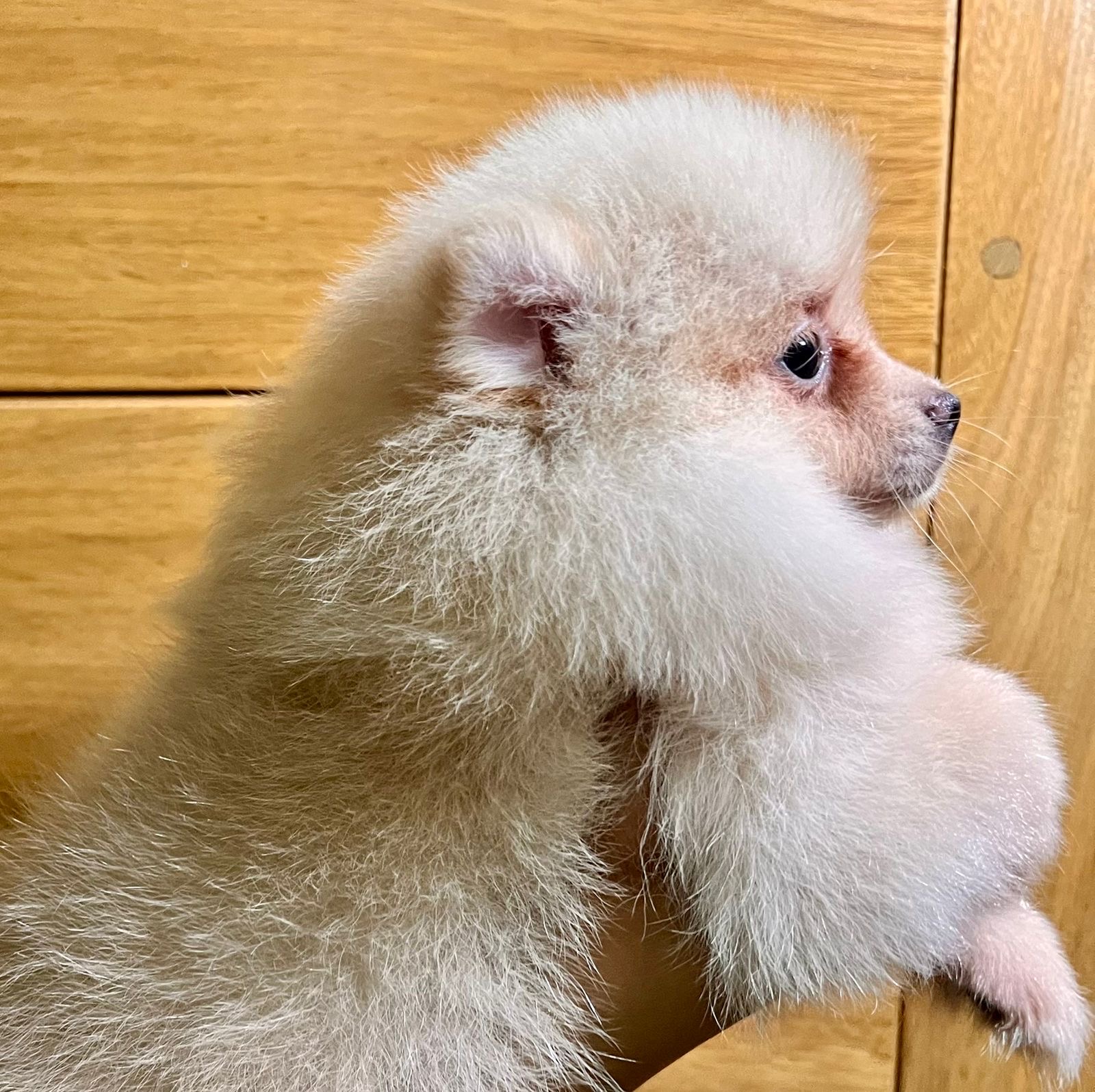 animales y mascotas - Pomerania hembra 1