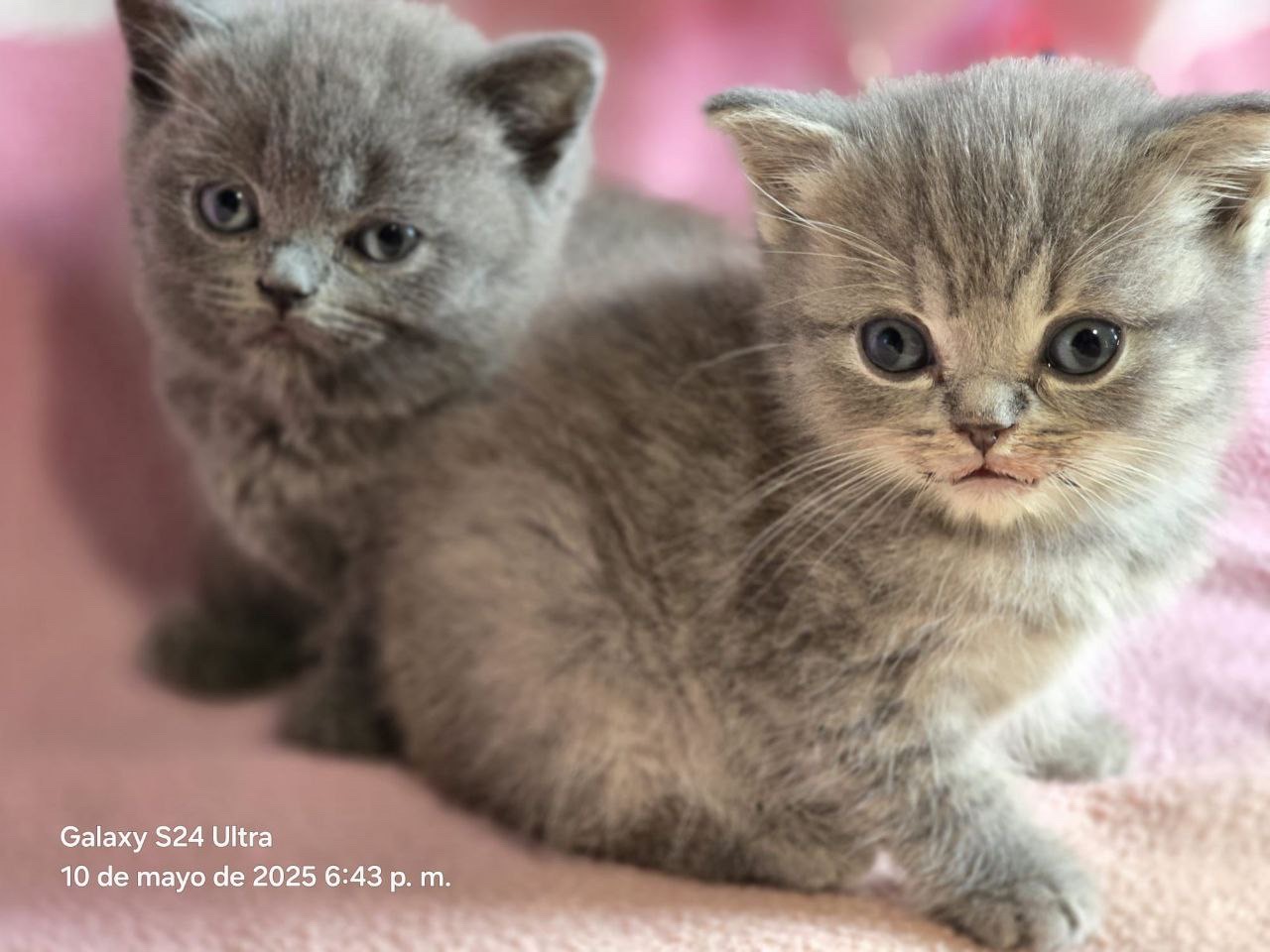 animales y mascotas - Camada Gatos British Shorthair en venta 2