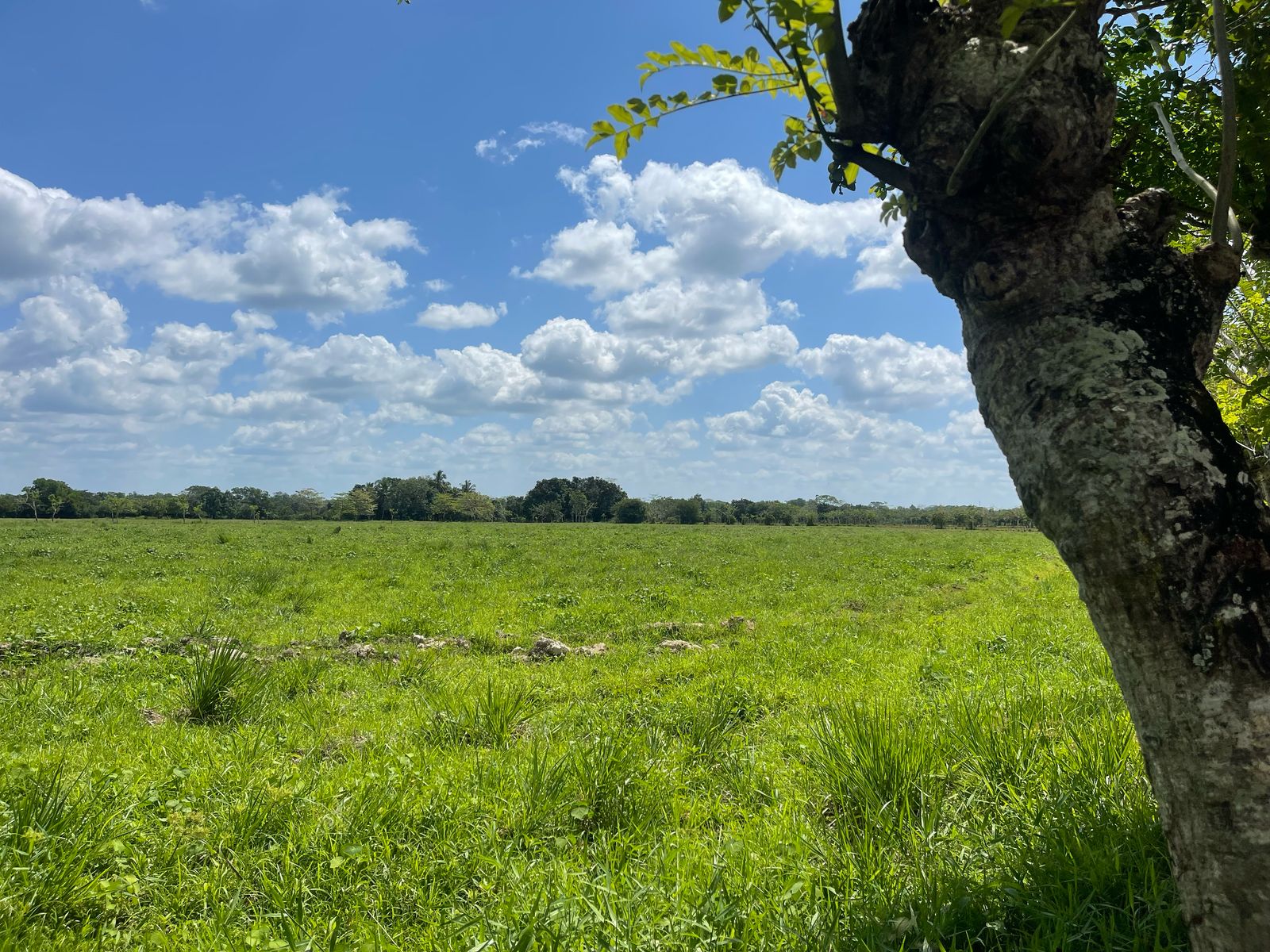 solares y terrenos -  FINCA DE 151 TAREAS EN HACIENDA ESTRELLA VIEJA, A LA ORILLA DE LA CARRETERA ASF 2