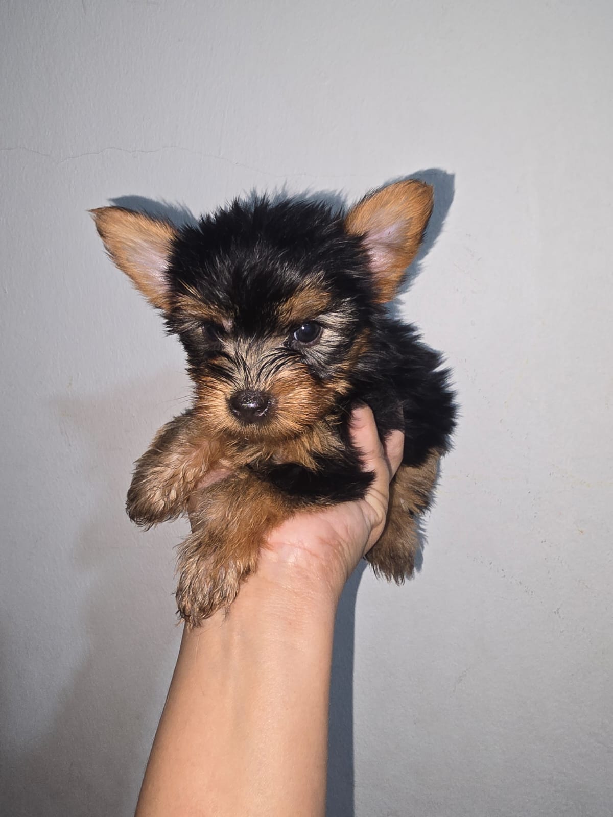 animales y mascotas - Yorkie macho. Excelente linaje 5