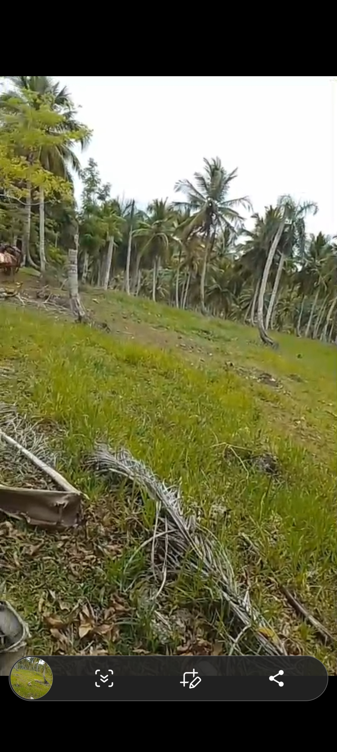 solares y terrenos - Se vende finca de coco 2
