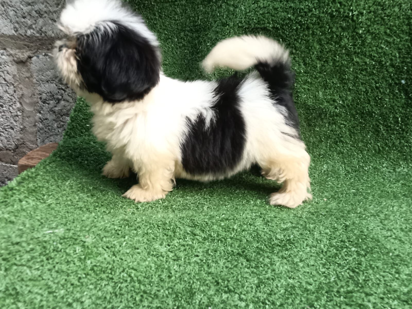 animales y mascotas - OFERTA CACHORRO SHIH TZU HEMBRA EN SANTO DOMINGO Y