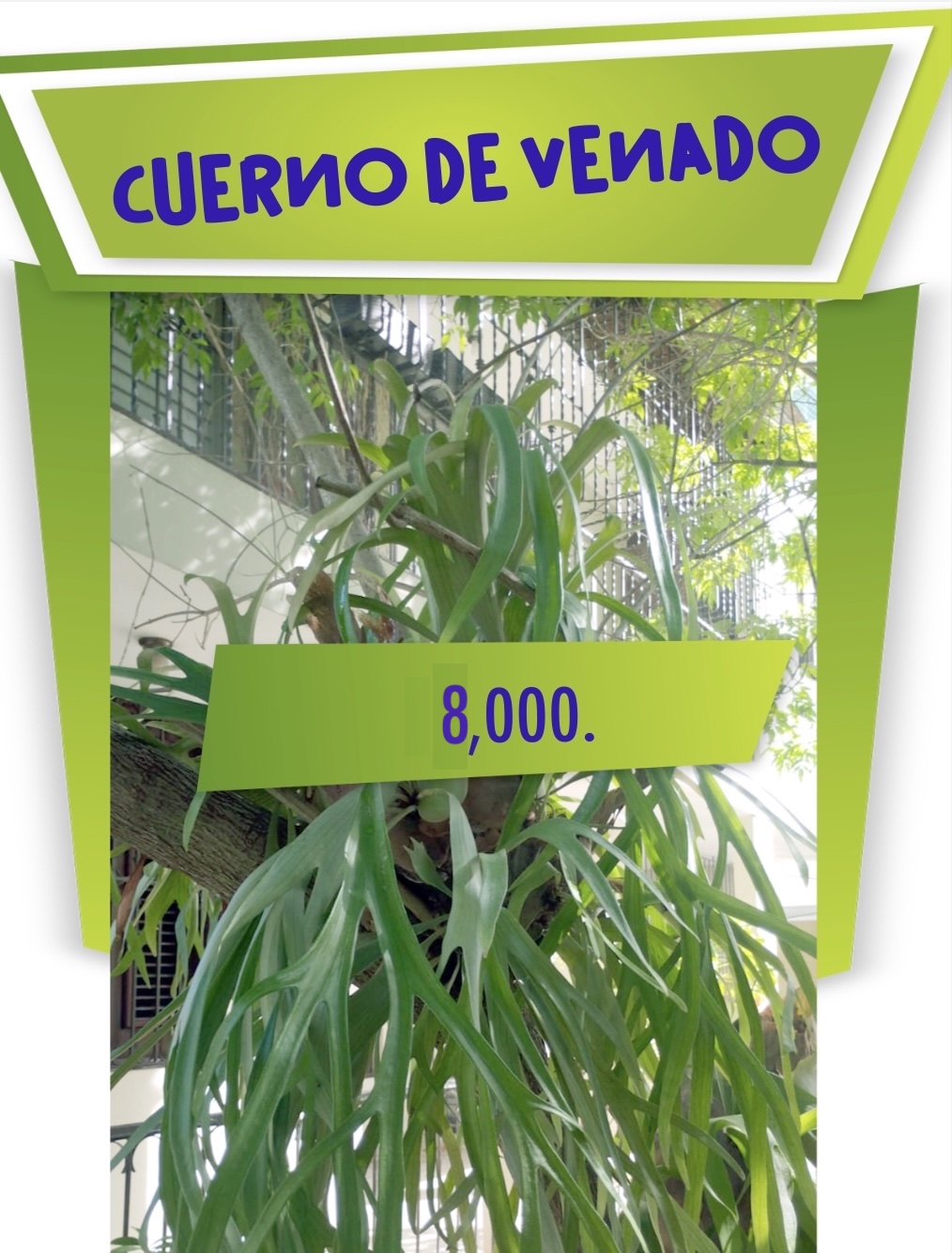 herramientas, jardines y exterior - CUERNO DE VENADO DOS UNO EN 8000 Y OTRO EN 6000 0