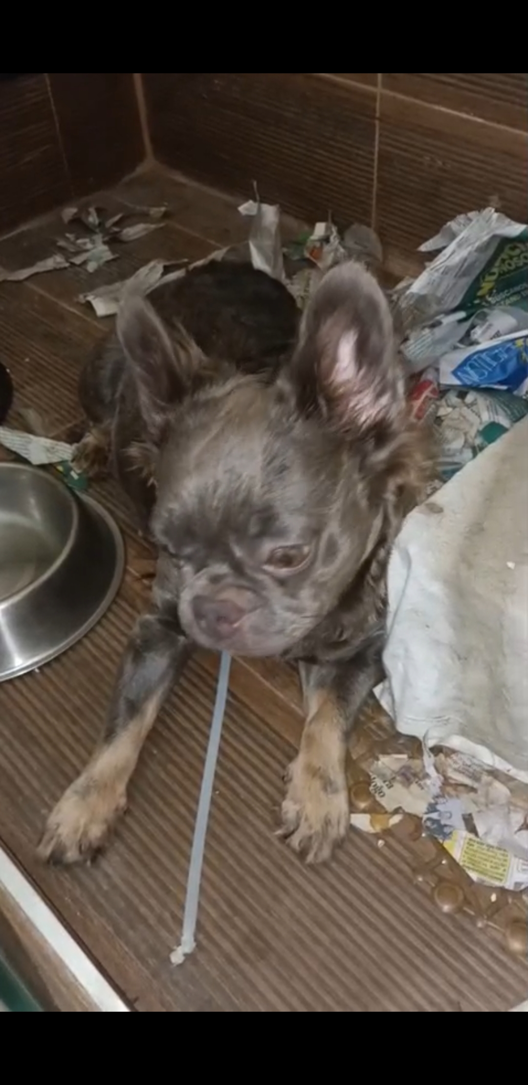 animales y mascotas - bulldog francés lilac and tanc fluffy 1