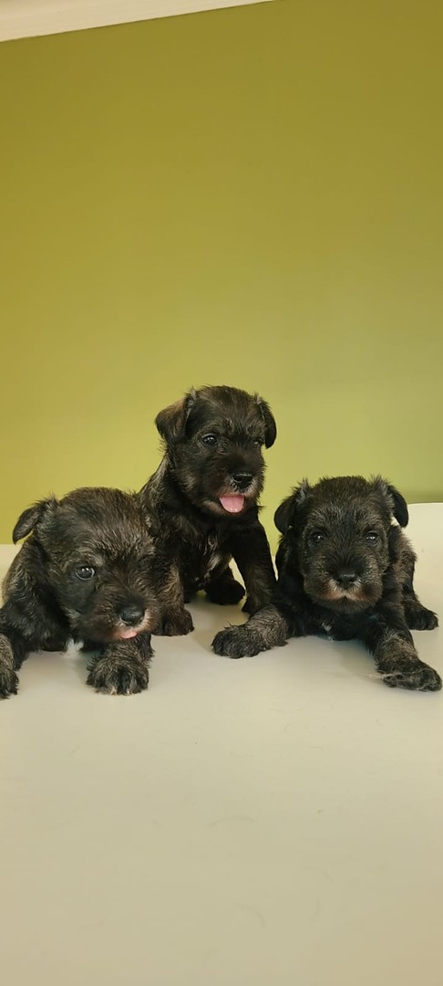 animales y mascotas - Cachorros Schnauzer   9