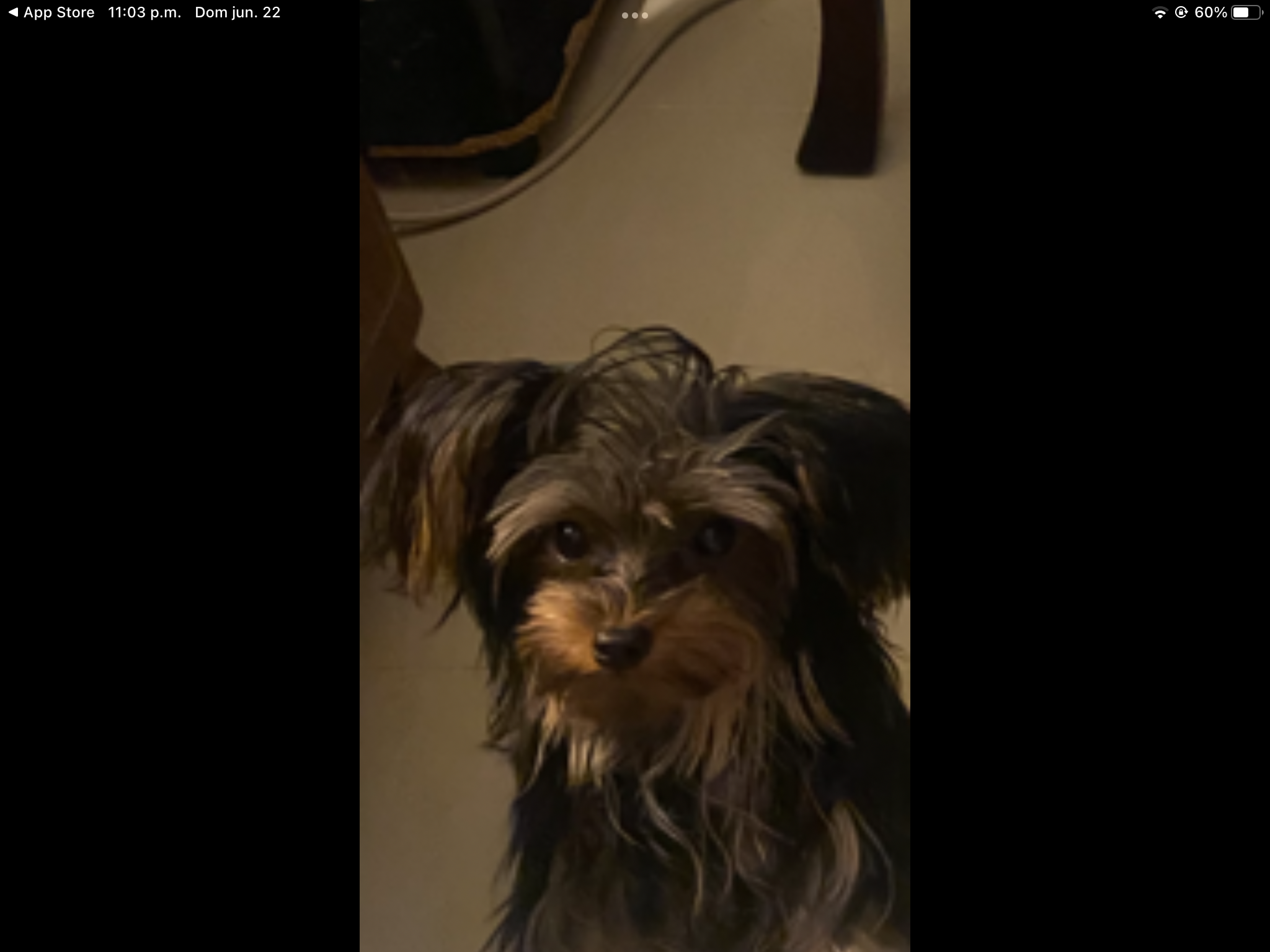 animales y mascotas - Yorkie mini Adurto de 2 libra  1