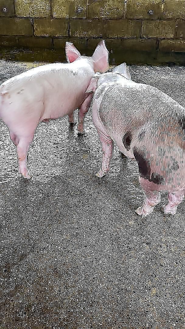animales y mascotas - CERDOS EN VENTA 9