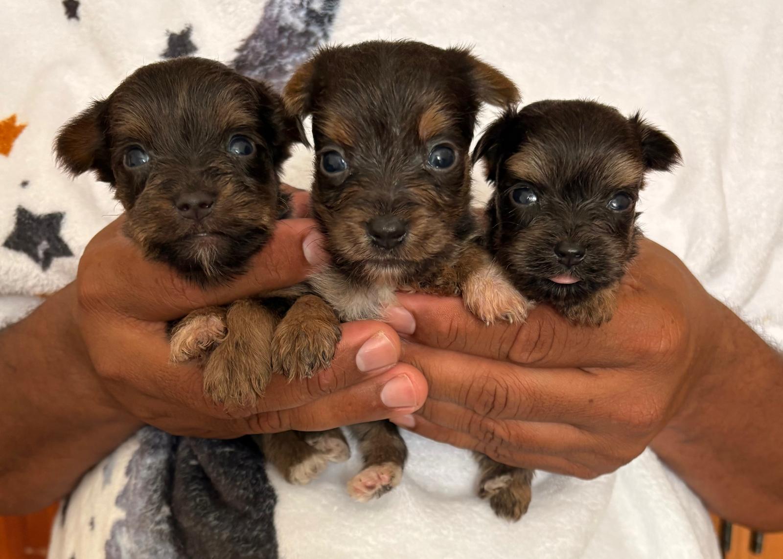 animales y mascotas - yorkie cafe 0