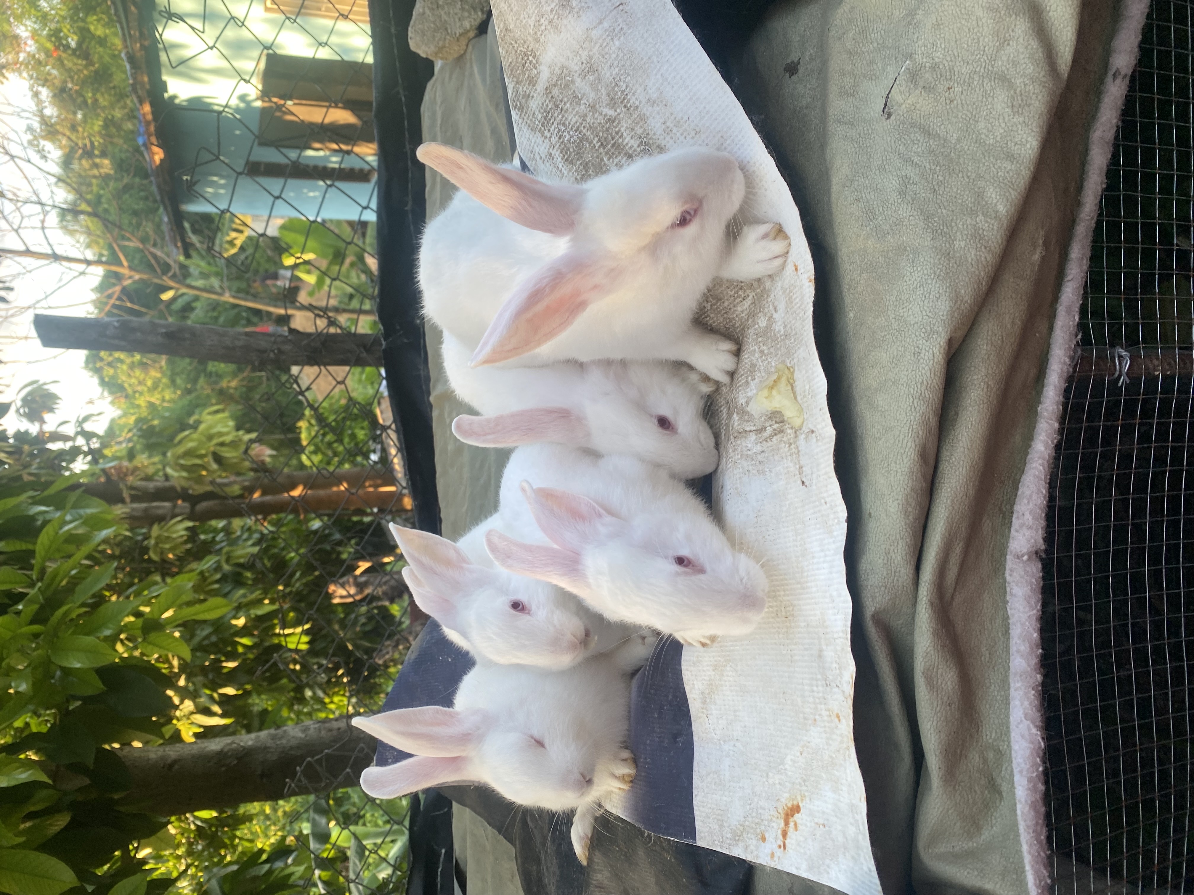 animales y mascotas - venta de conejos 1