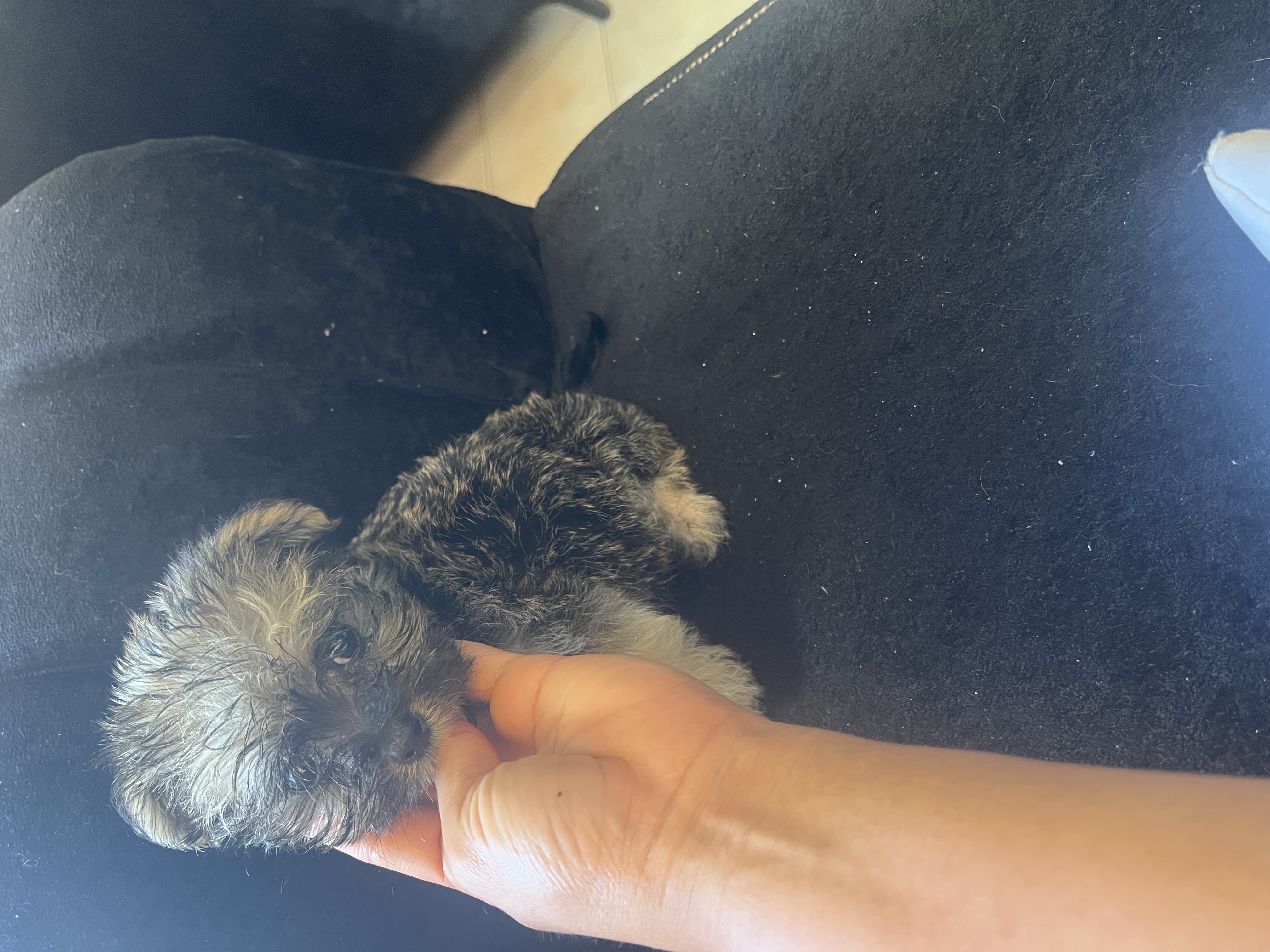animales y mascotas - Shipoo macho  1