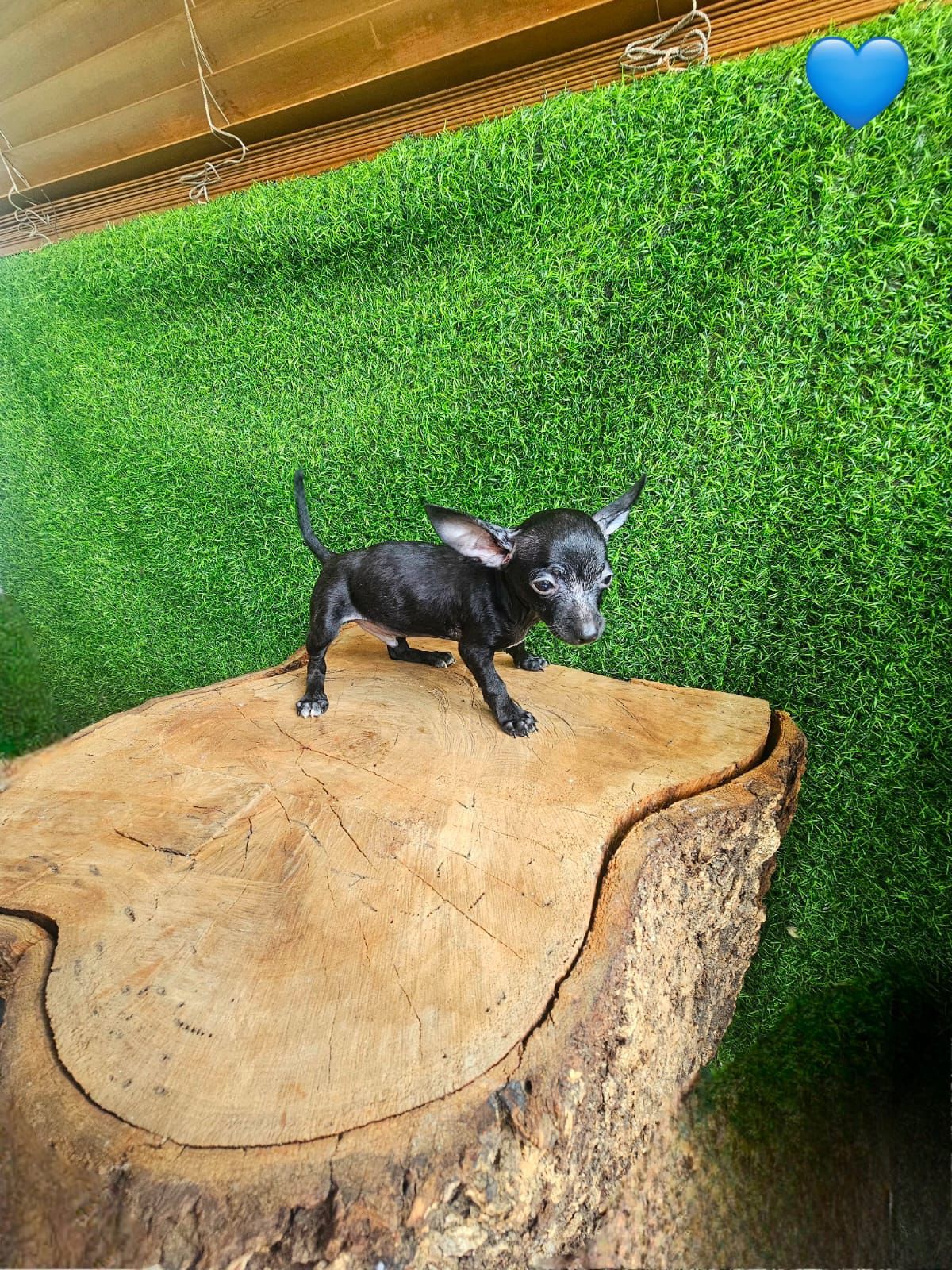 animales y mascotas - OFERTA CACHORRO OFERTA CHIHUHUA MACHO AMBOS SEXO E