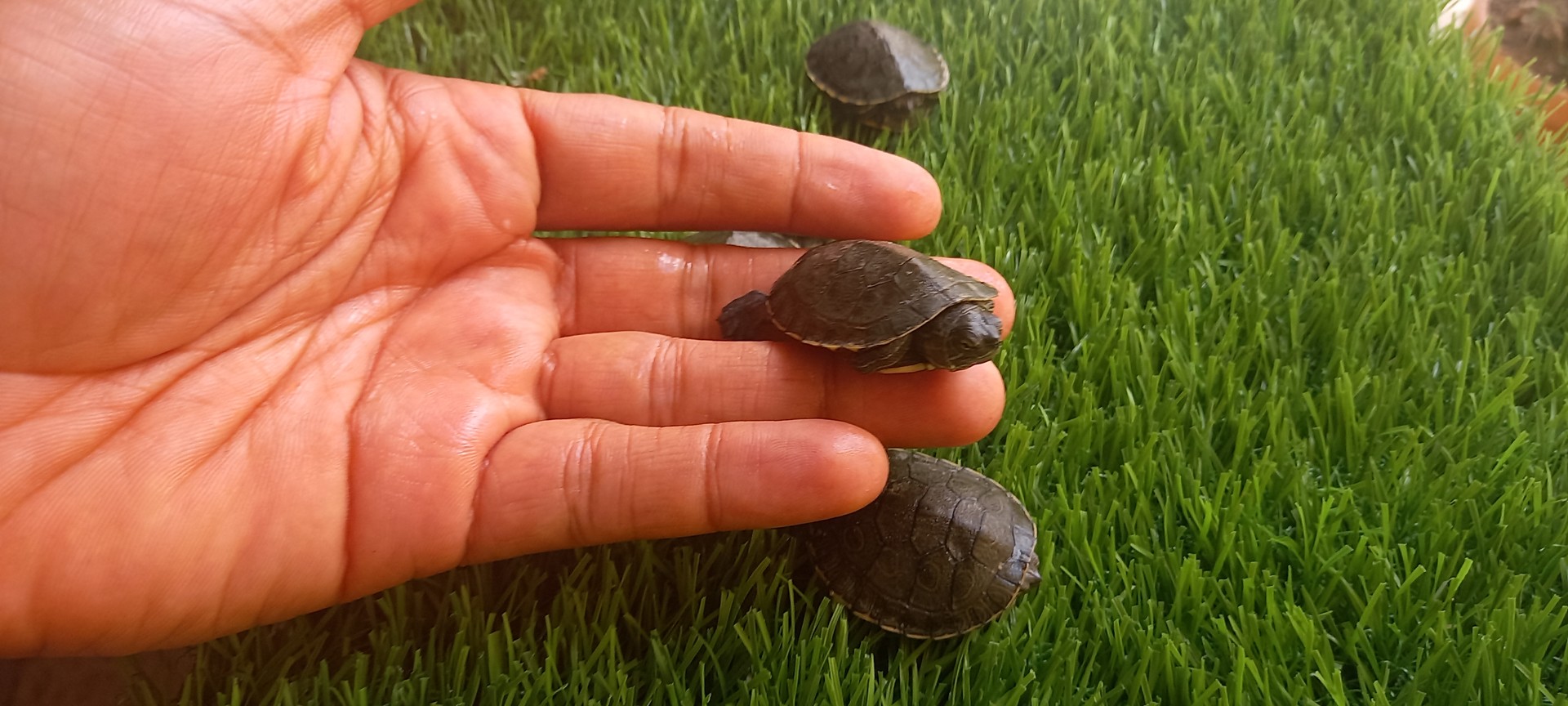 animales y mascotas - Tortugas pequeñas 2