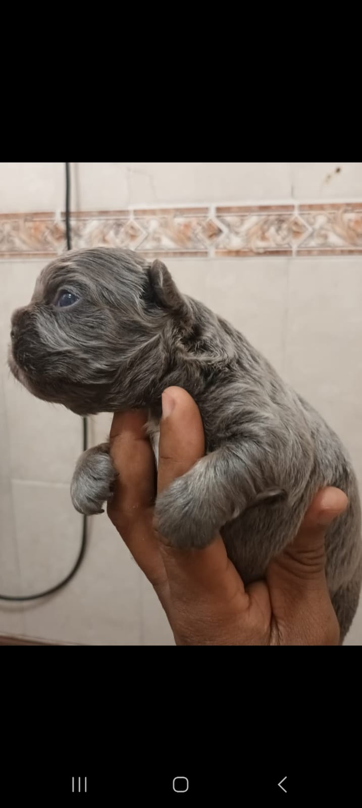 animales y mascotas - bulldog francés lilac and tanc fluffy