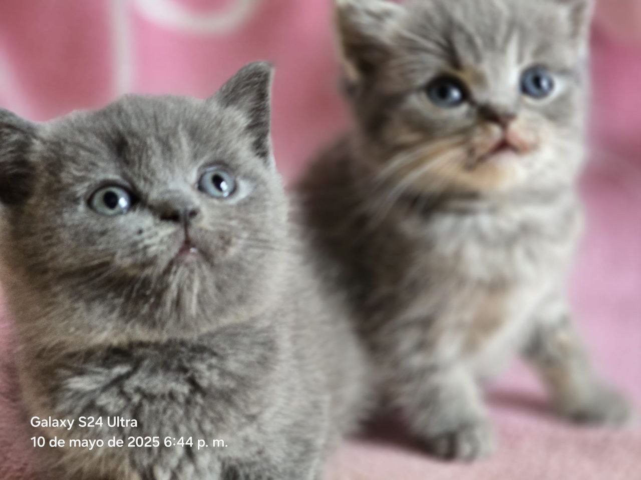 animales y mascotas - Camada Gatos British Shorthair en venta 3