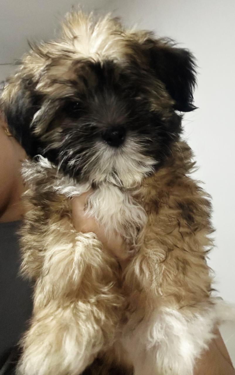 animales y mascotas - ¡Hermosa perrita Shih-Poo en busca de un hogar lle 1