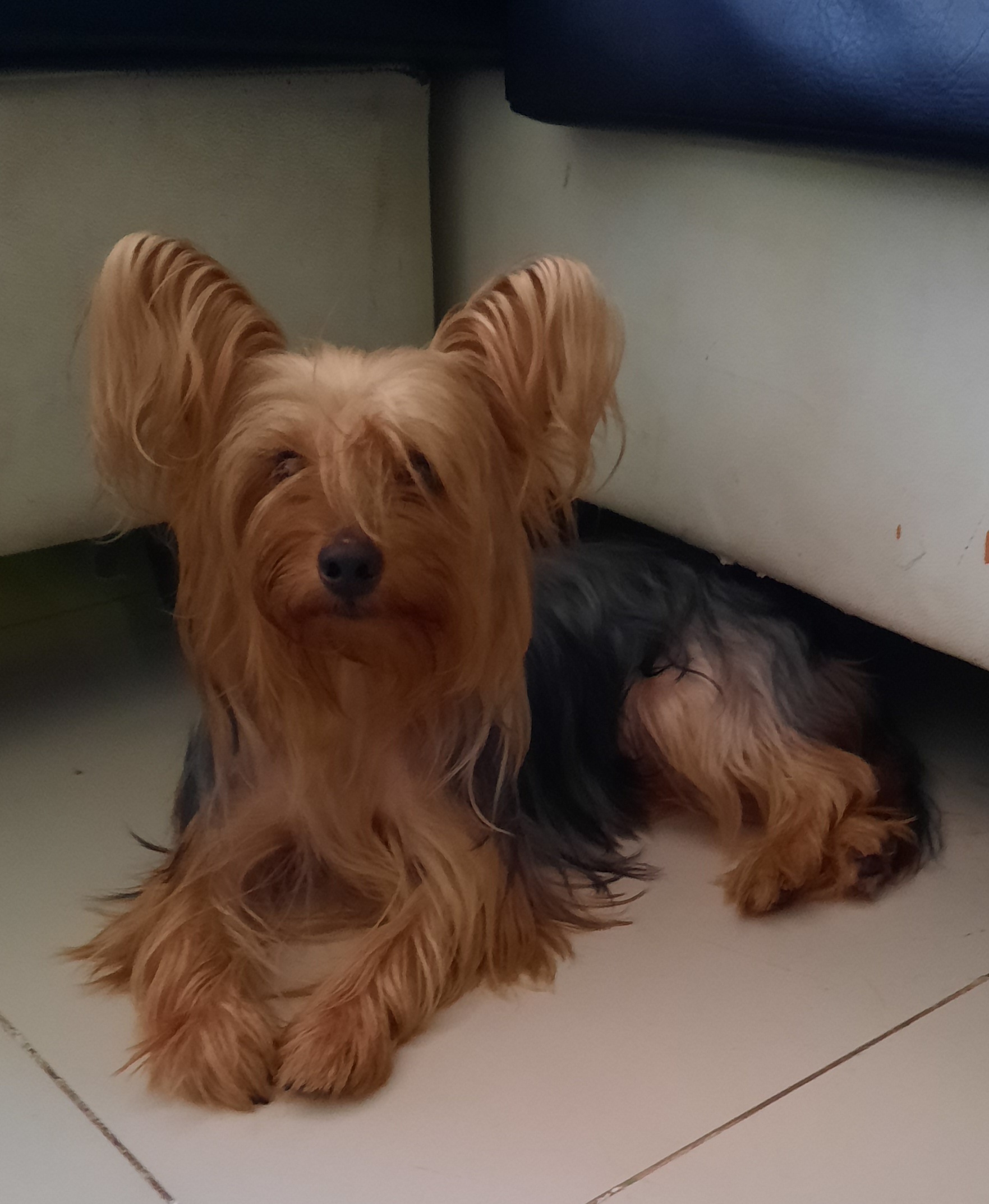animales y mascotas - Yorkie macho. Excelente linaje 6