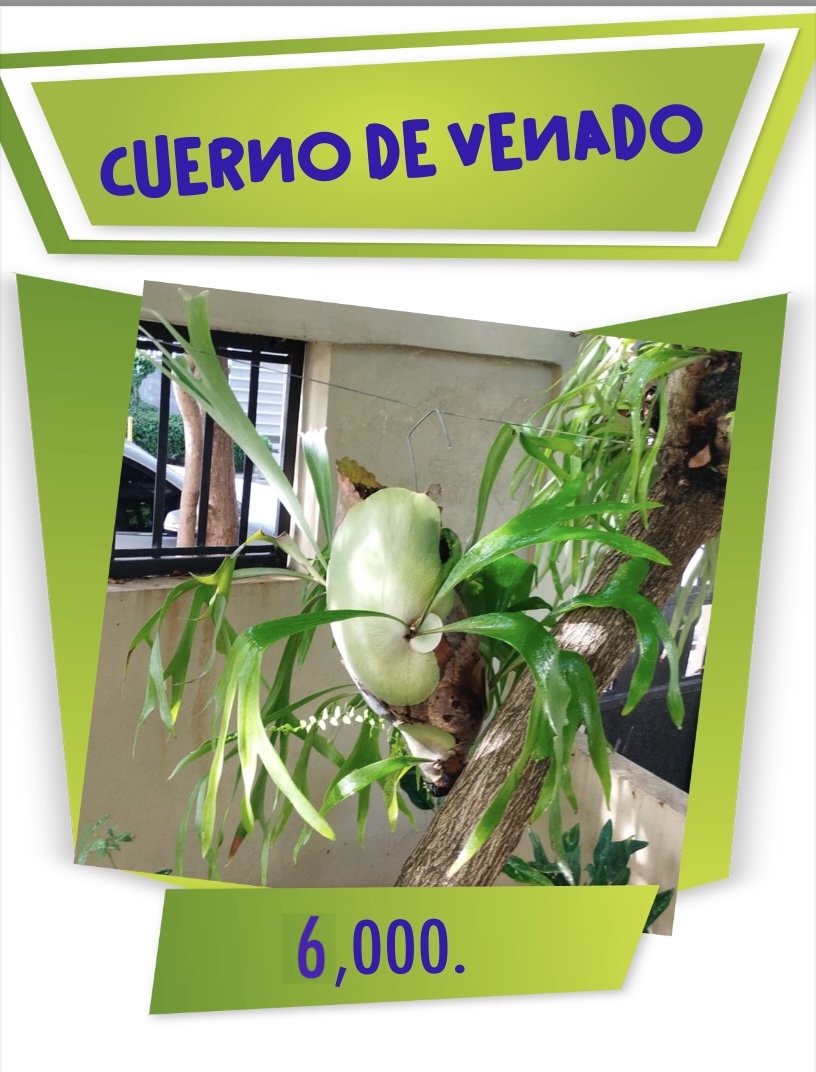 herramientas, jardines y exterior - CUERNO DE VENADO DOS UNO EN 8000 Y OTRO EN 6000 1