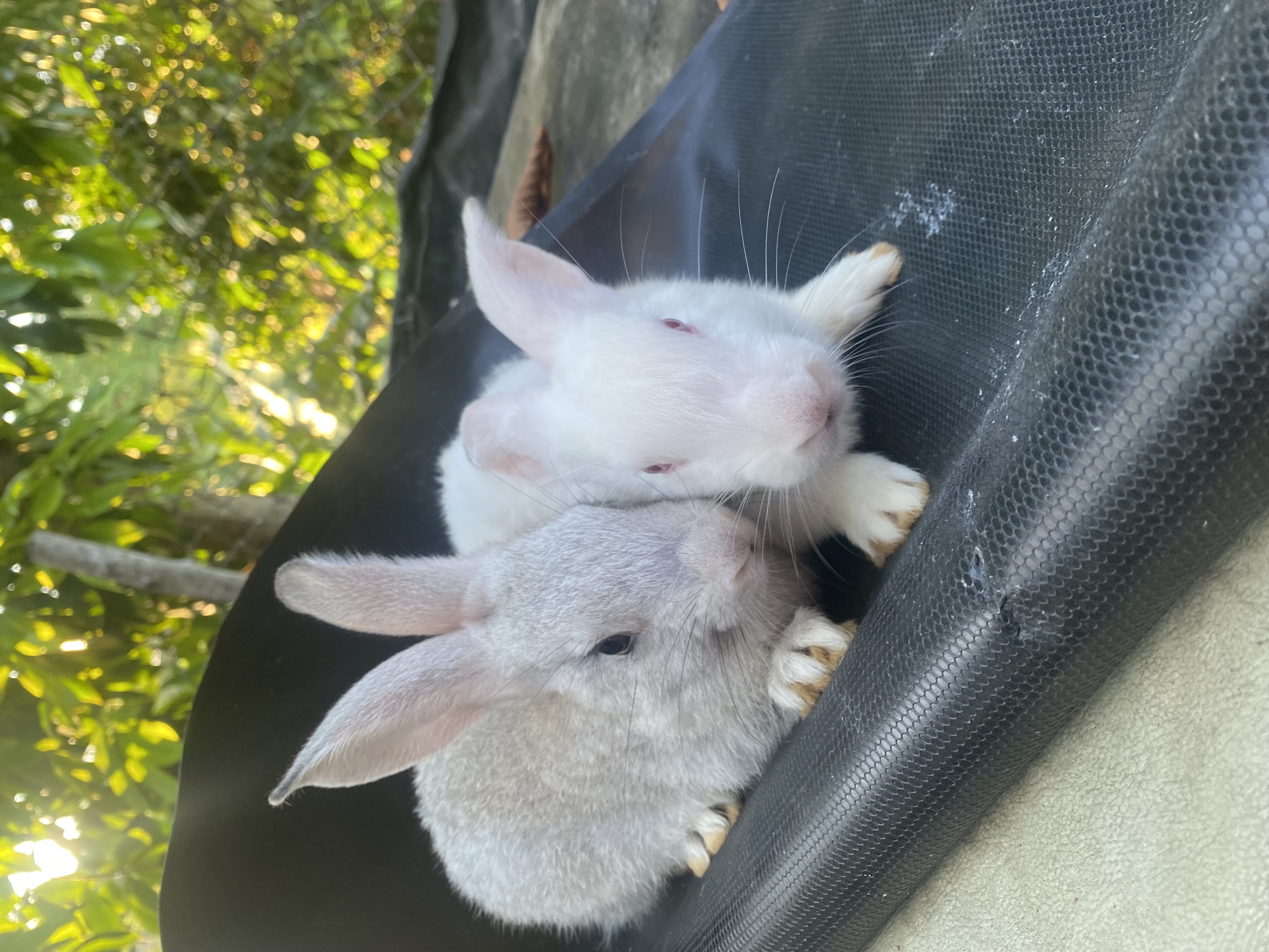 animales y mascotas - venta de conejos 2
